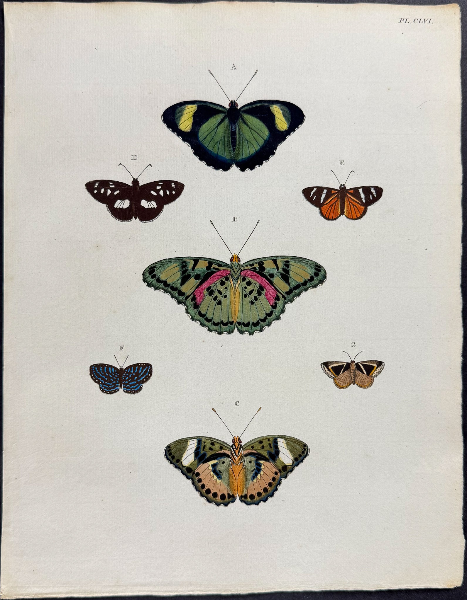 Butterfly & Moth