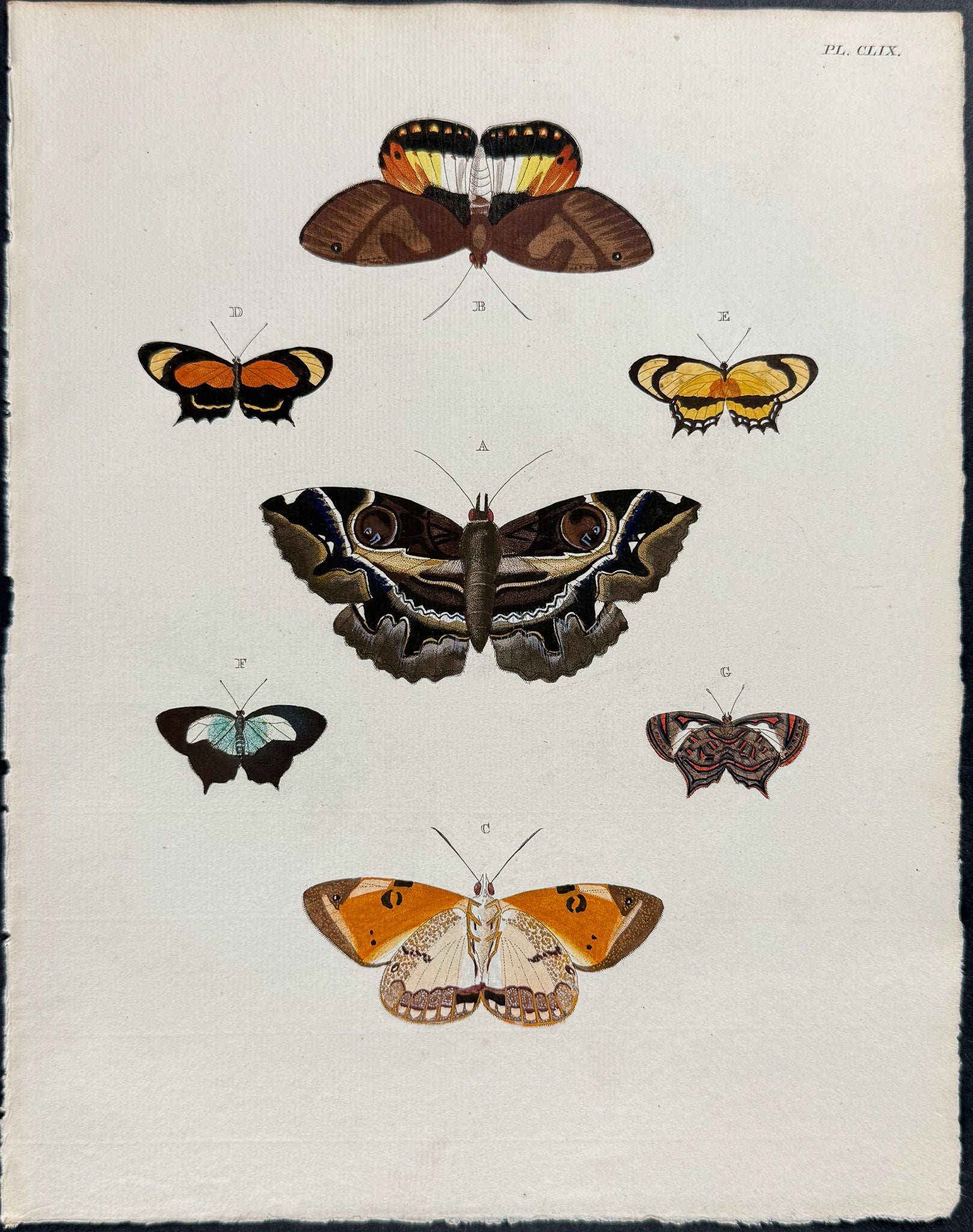 Butterfly & Moth
