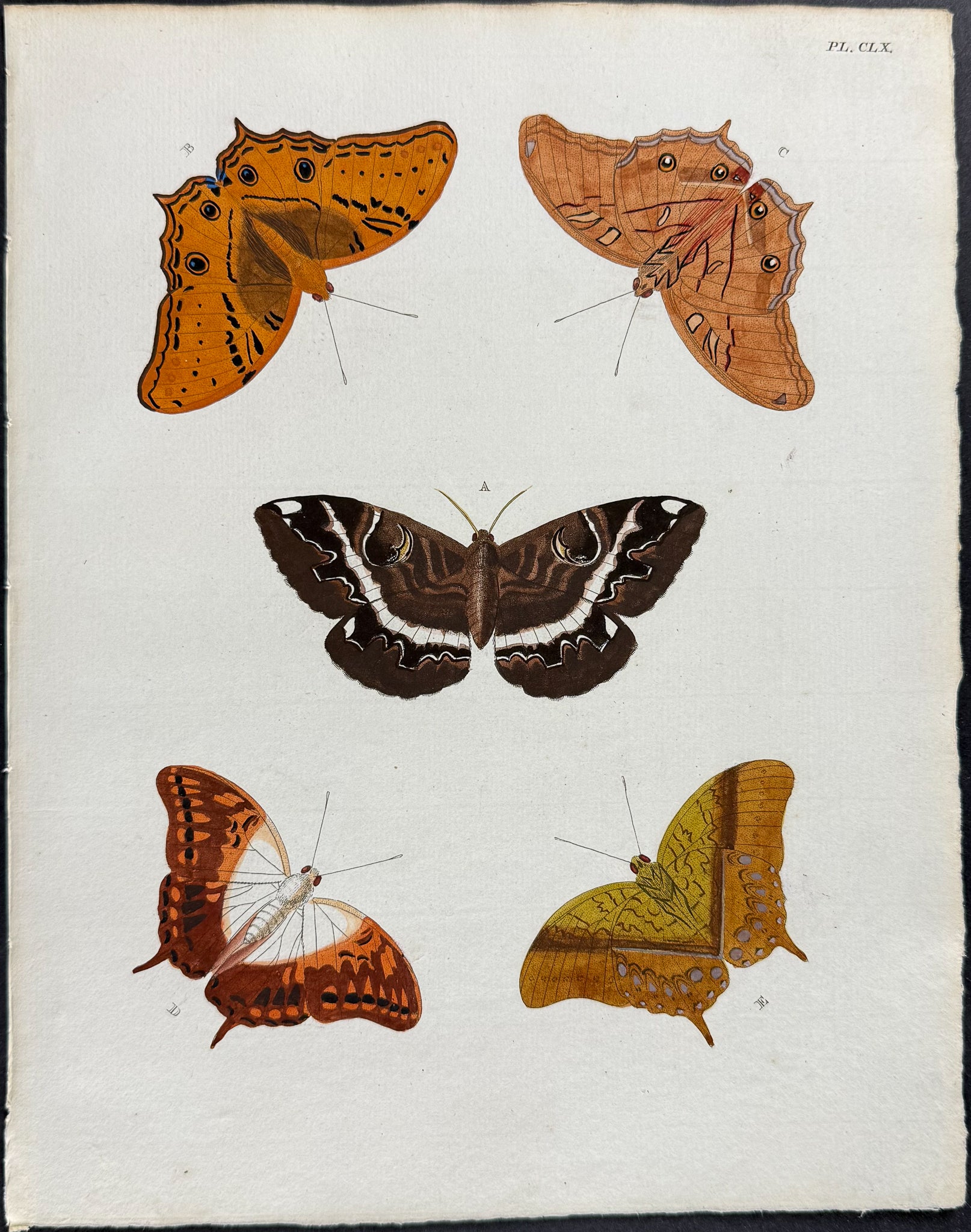 Butterfly & Moth
