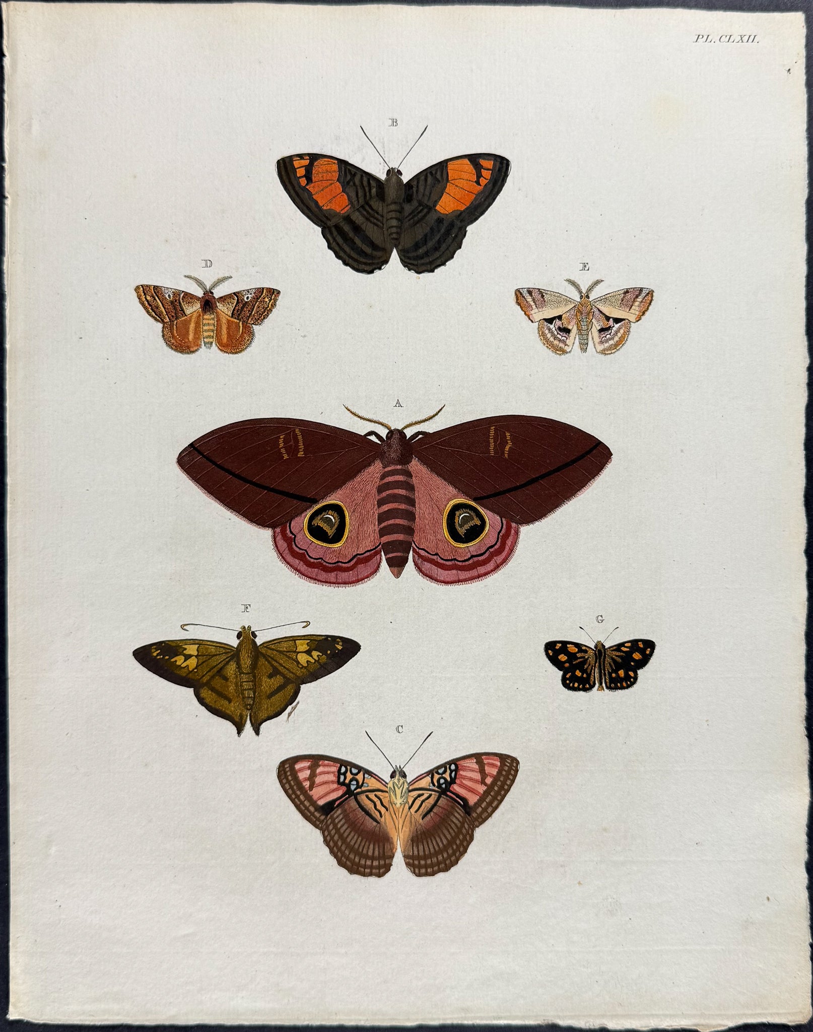 Butterfly & Moth