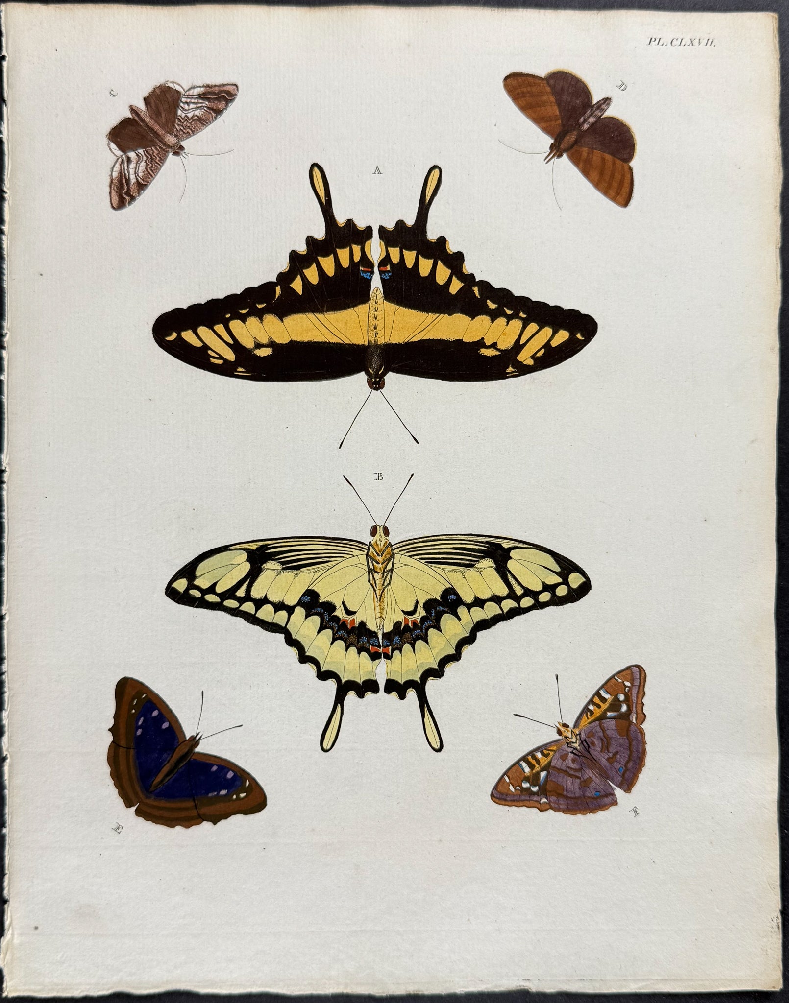 Butterfly & Moth