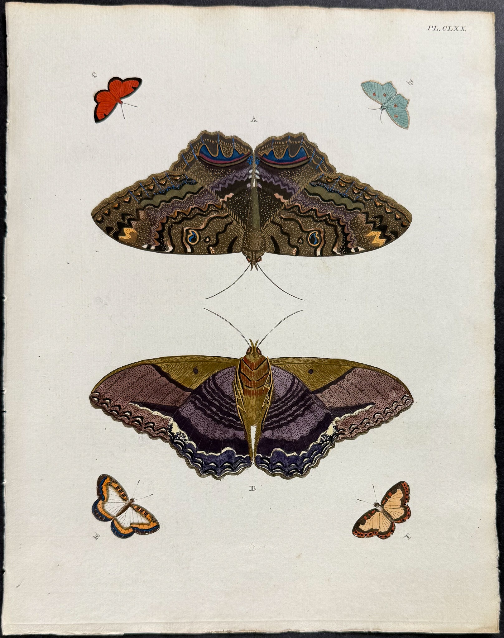 Butterfly & Moth