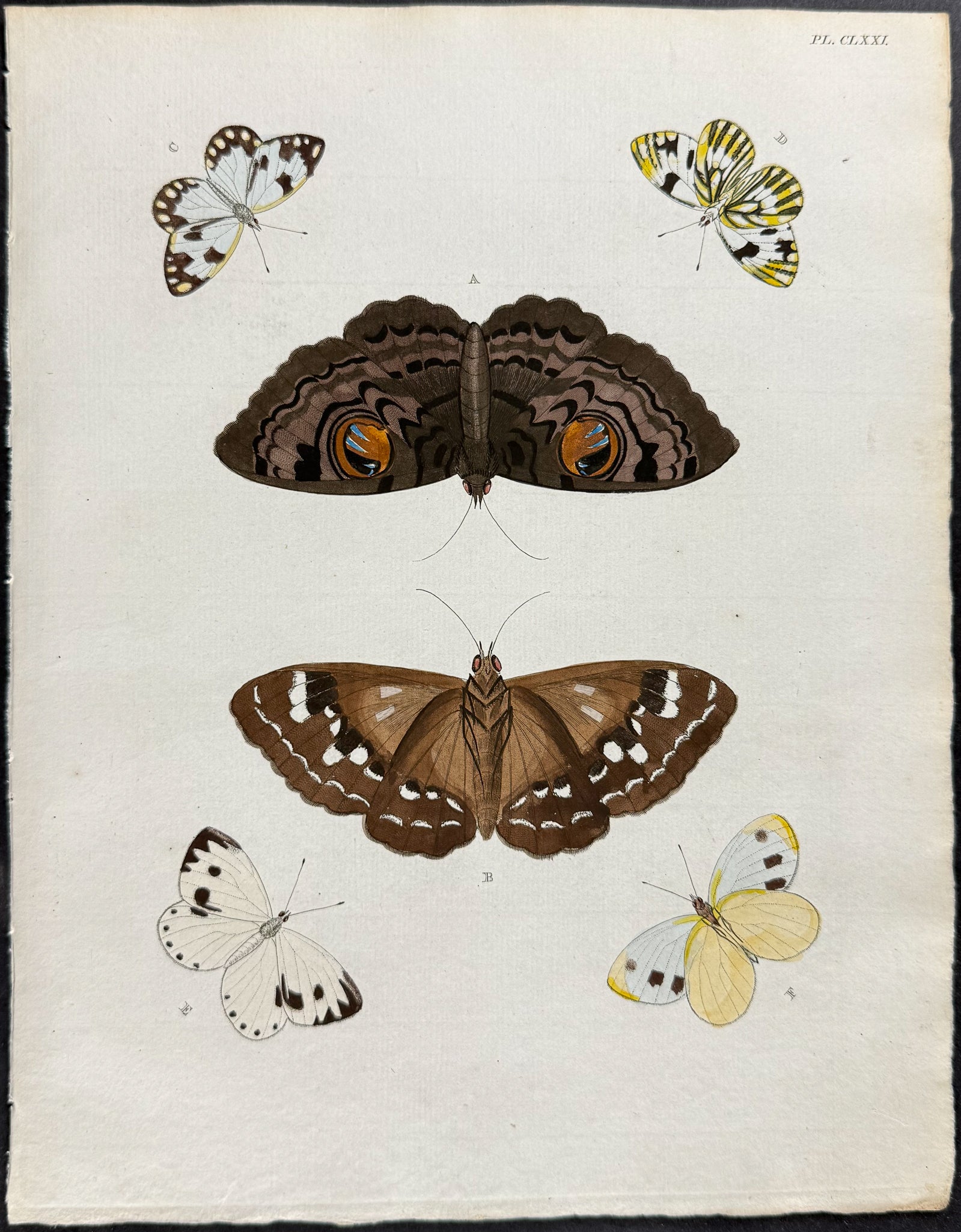 Butterfly & Moth