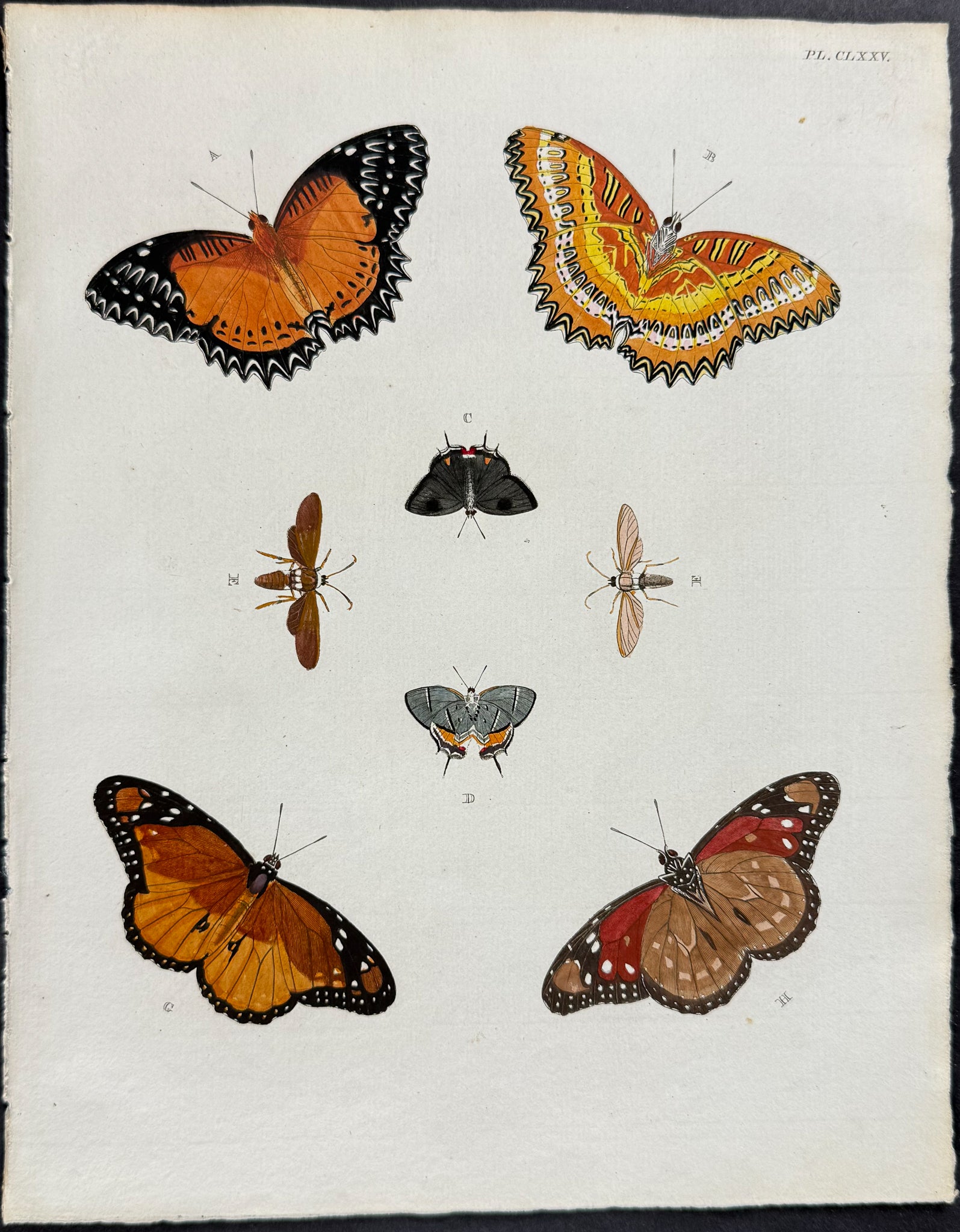Butterfly & Moth