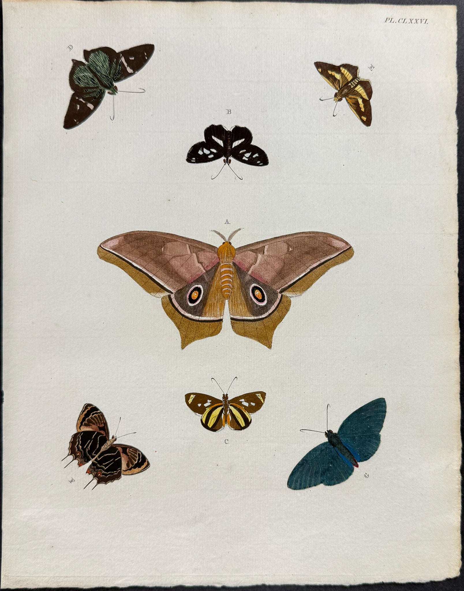 Butterfly & Moth