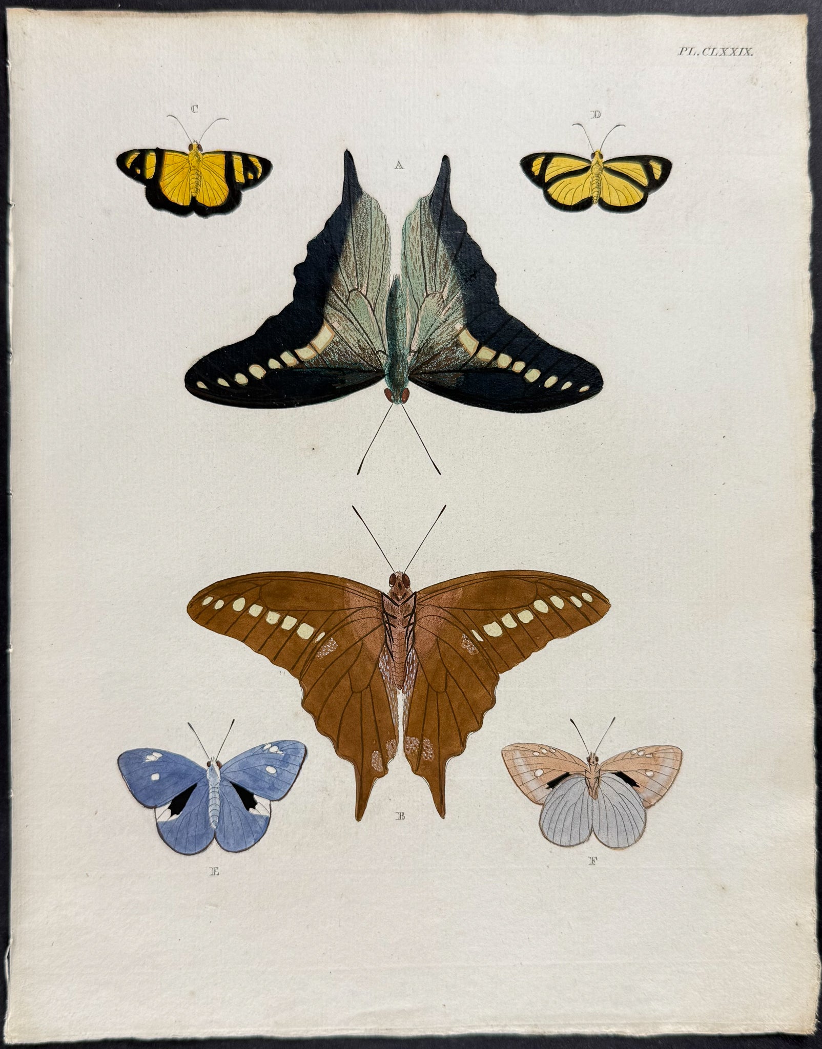 Butterfly & Moth