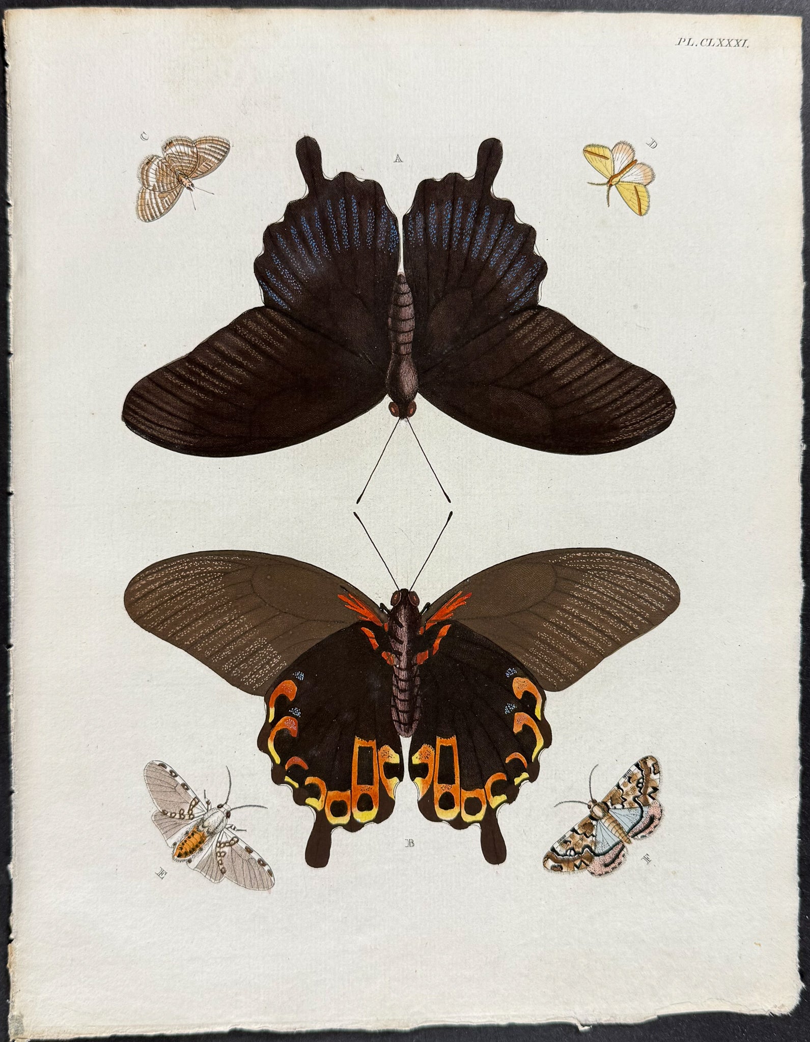 Butterfly & Moth