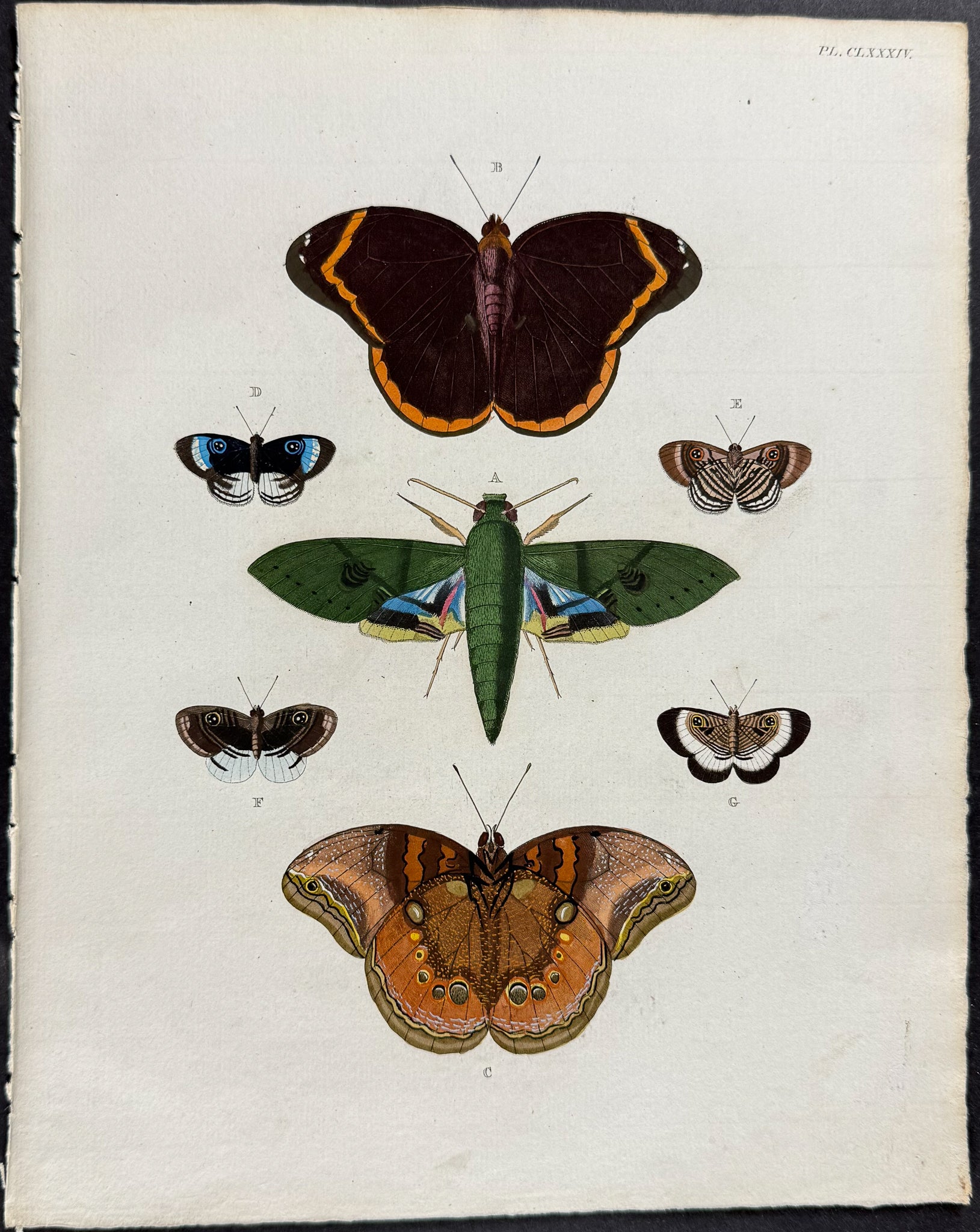 Butterfly & Moth