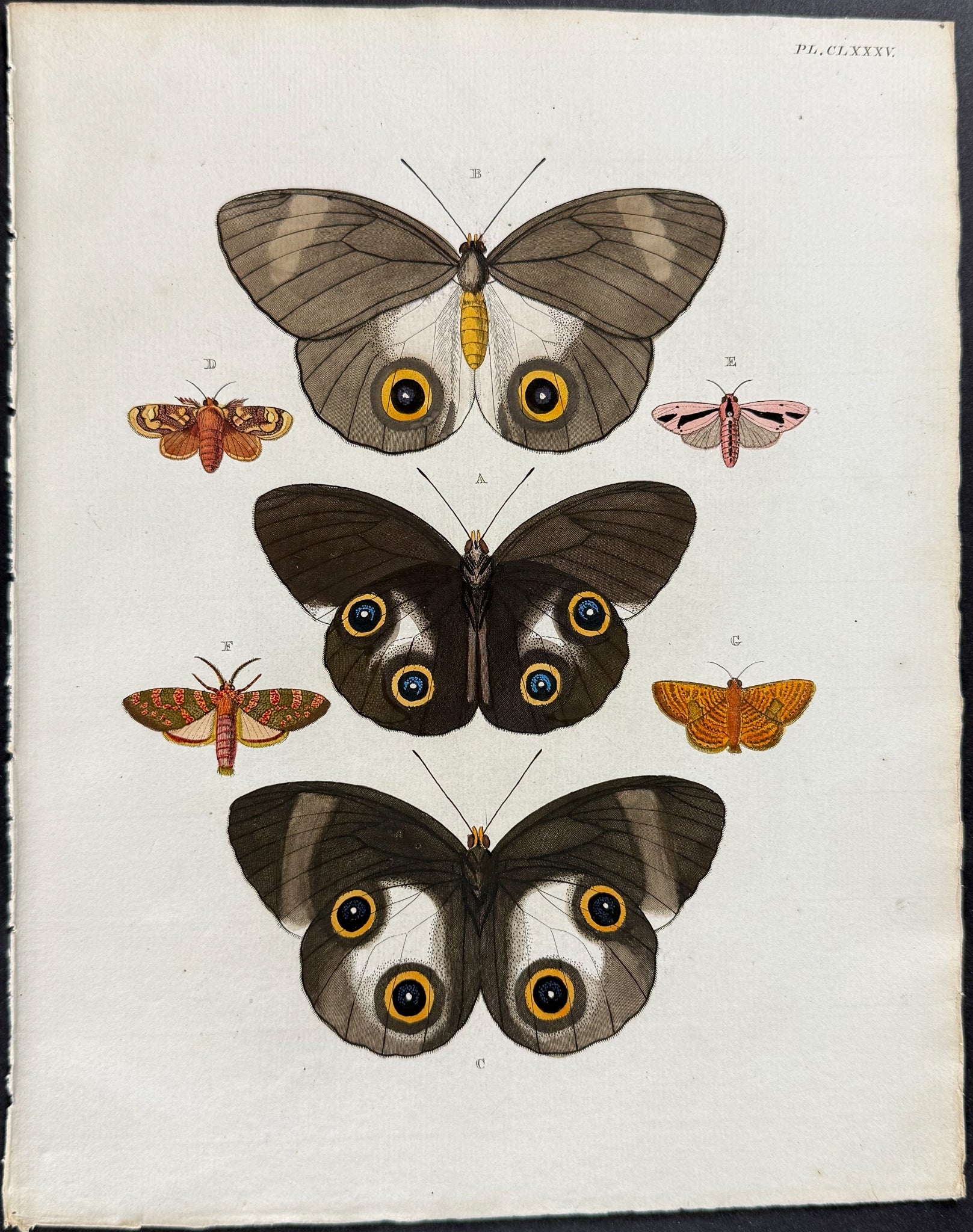 Butterfly & Moth