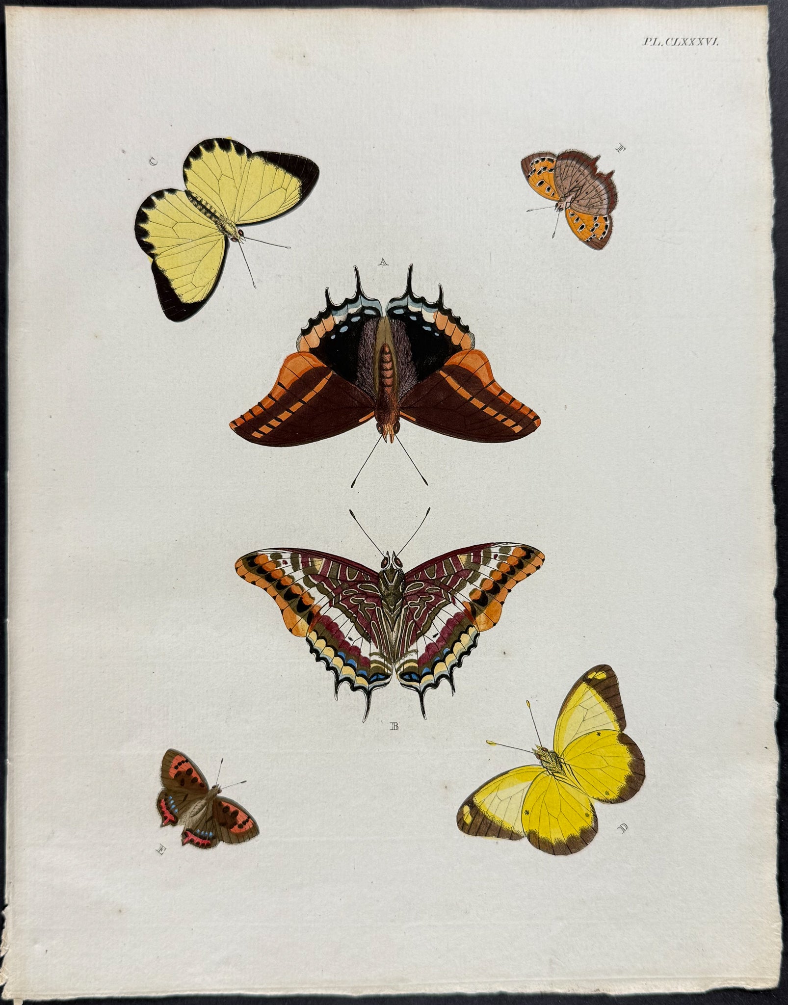 Butterfly