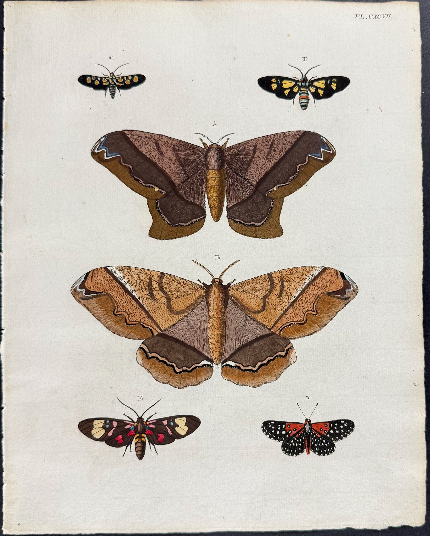 Moth