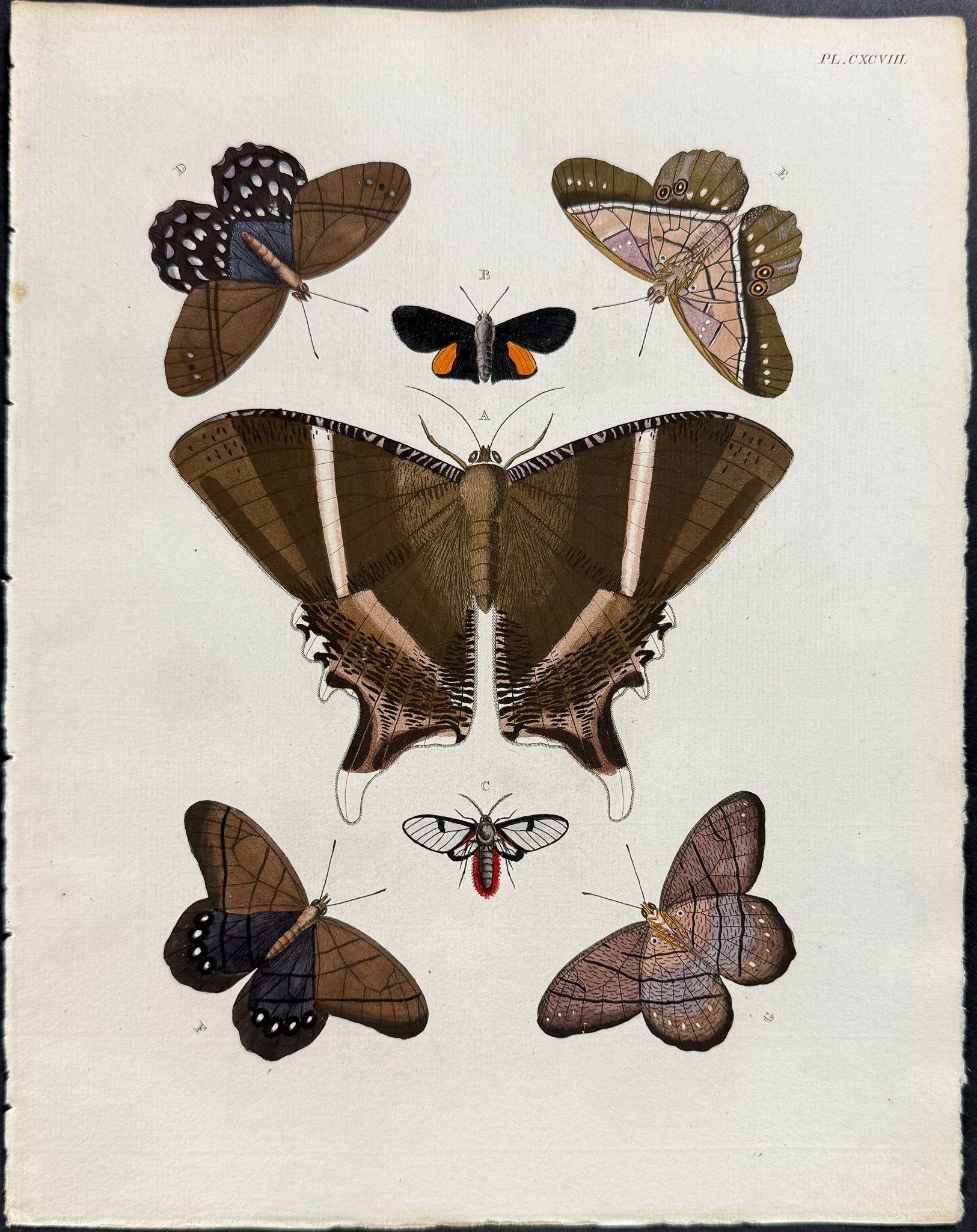 Butterfly & Moth