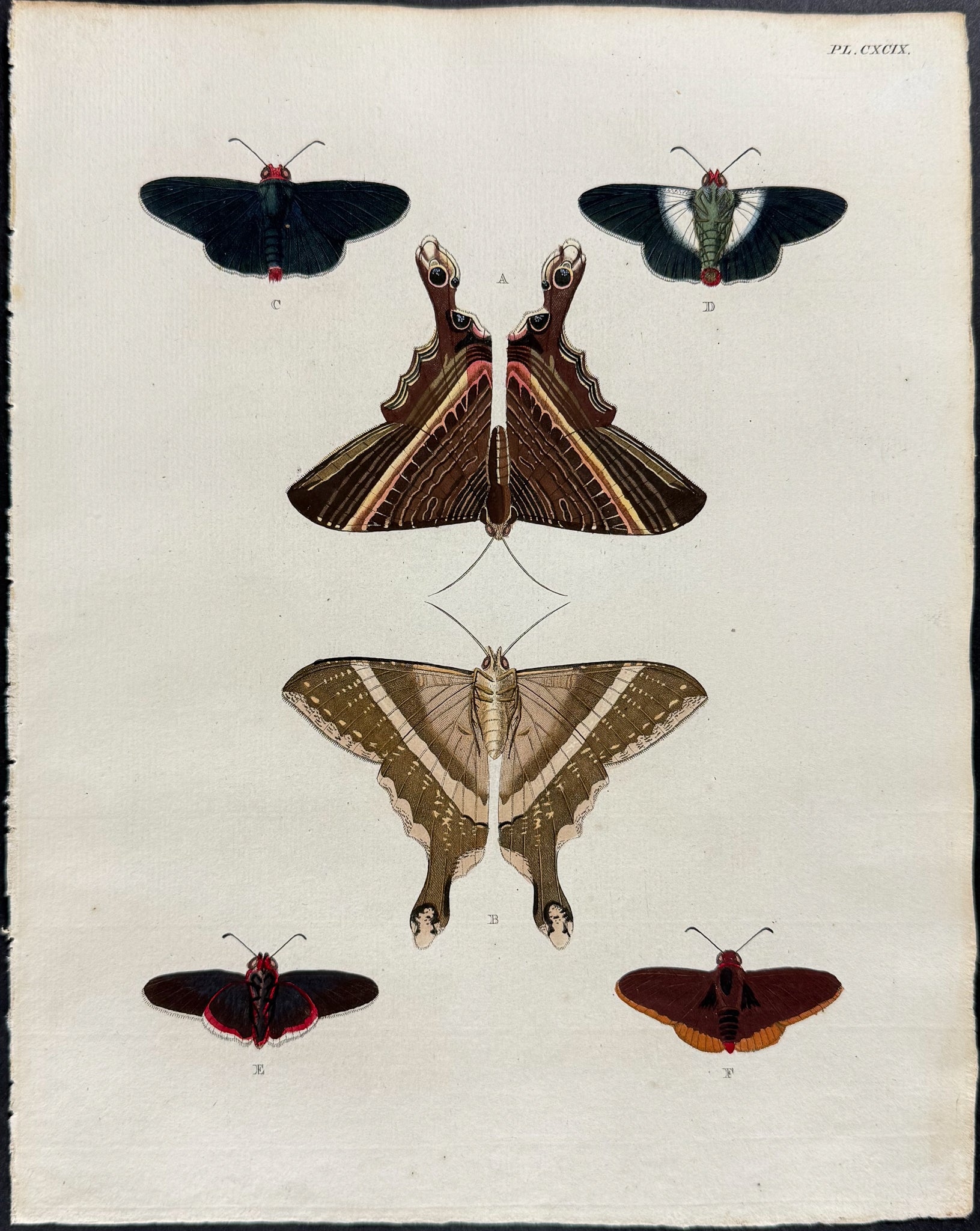Moth