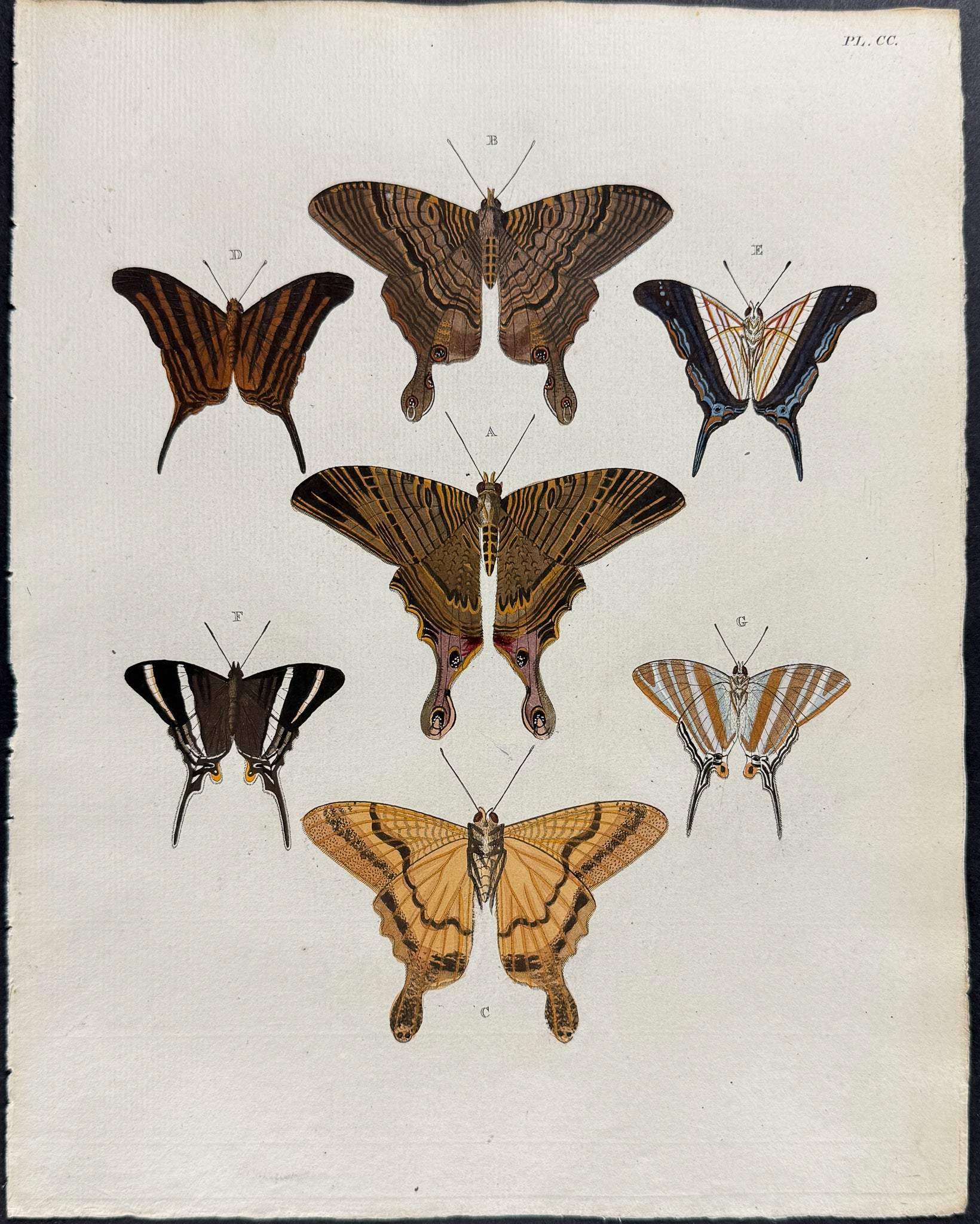Moth