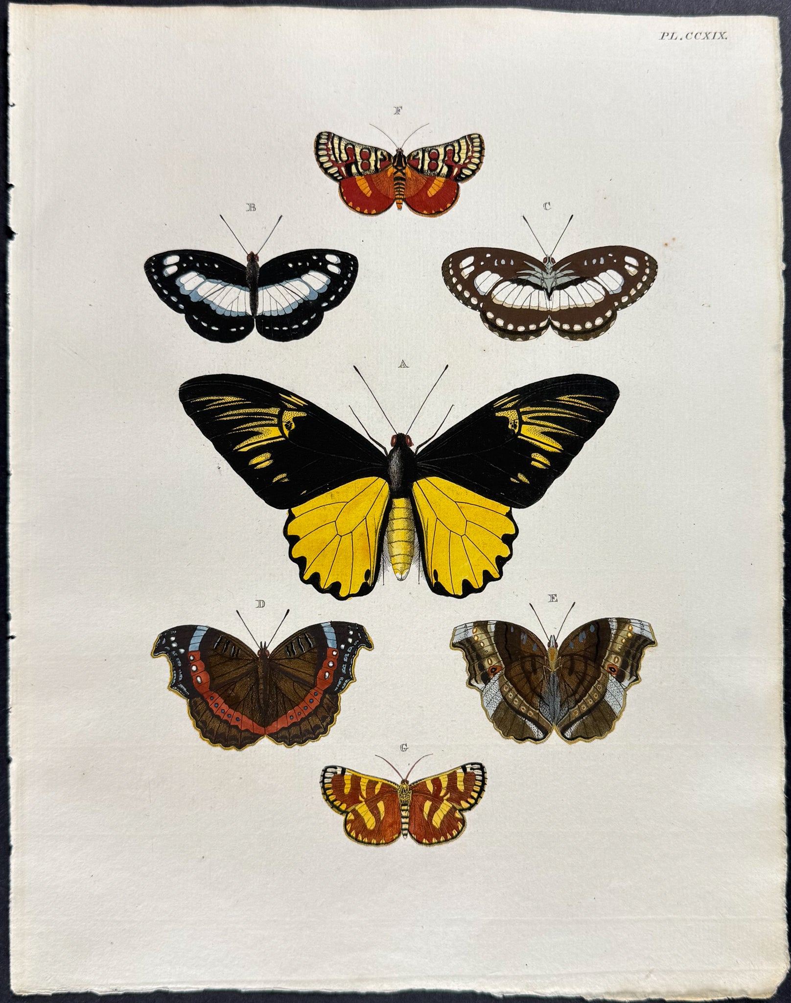 Butterfly & Moth
