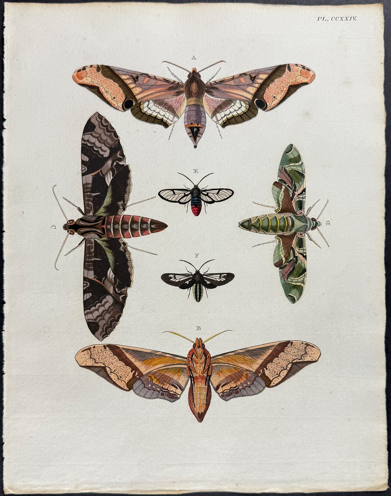 Moth