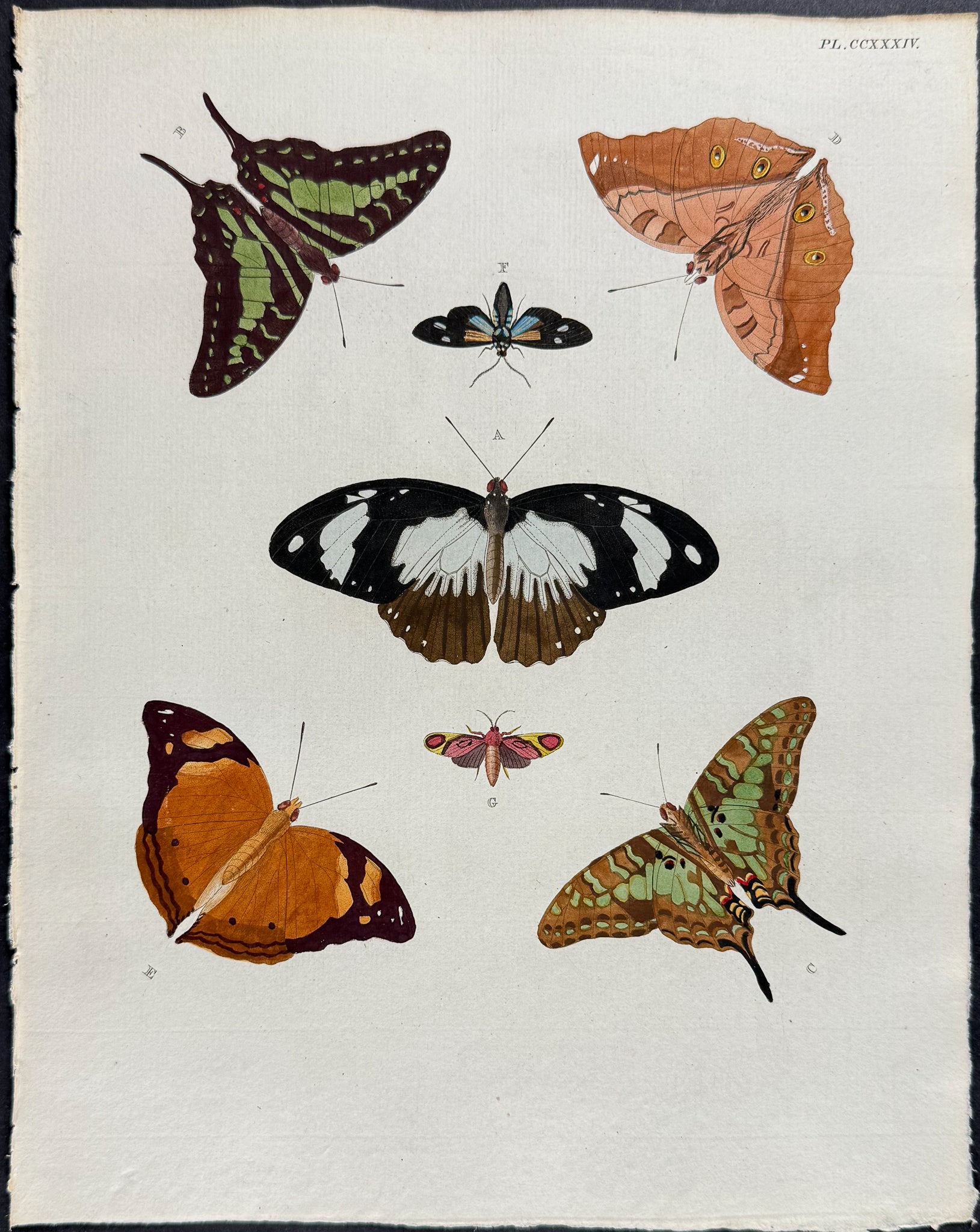 Butterfly & Moth