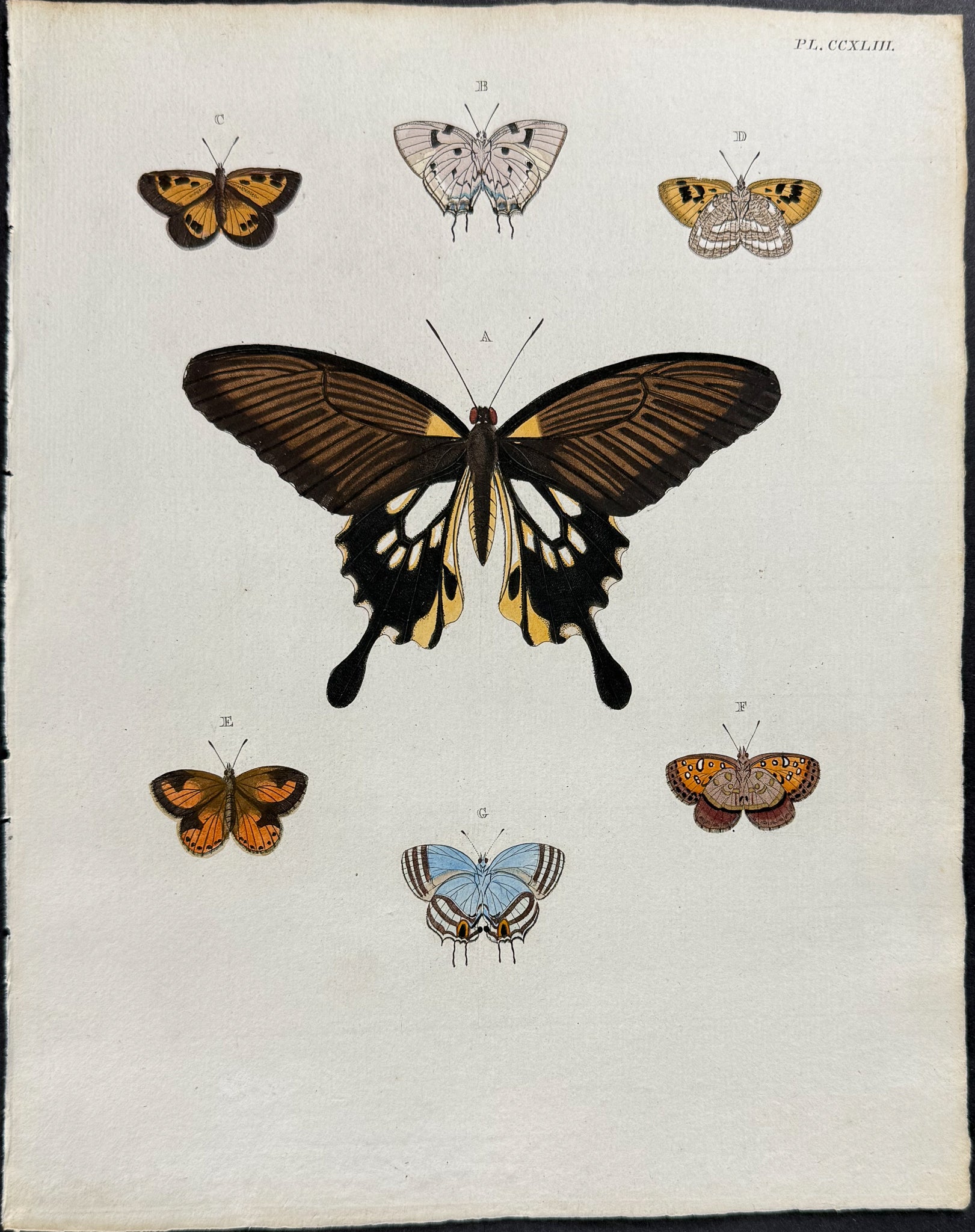 Butterfly
