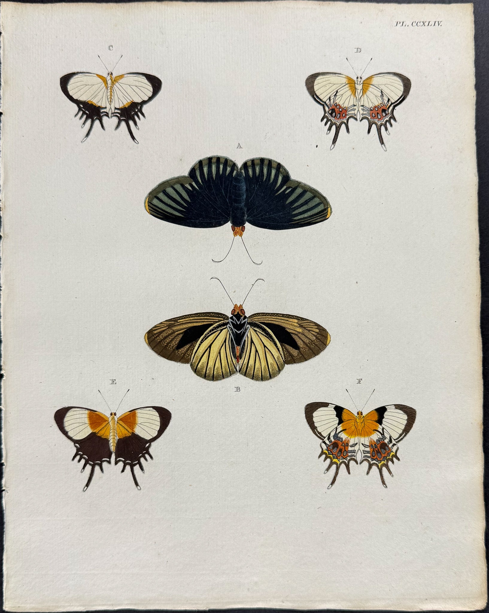 Butterfly & Moth