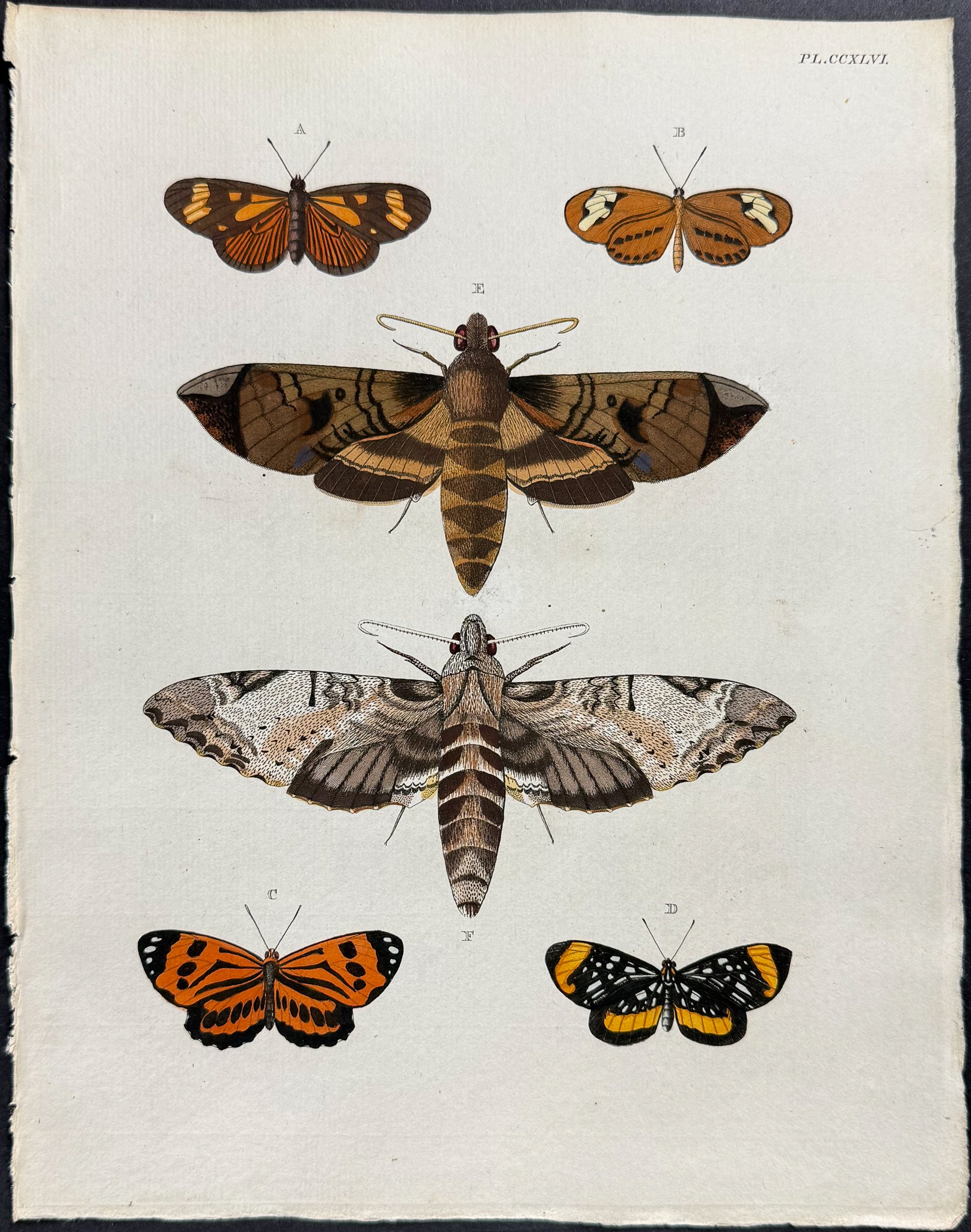 Butterfly & Moth