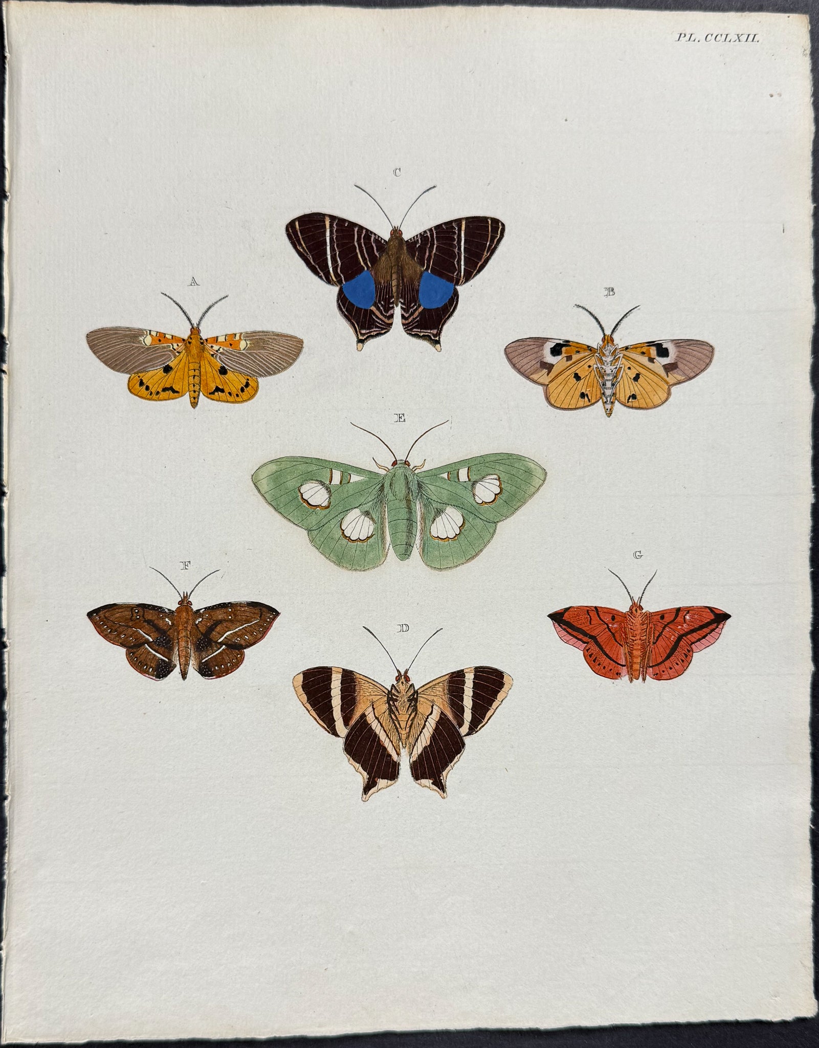 Butterfly & Moth