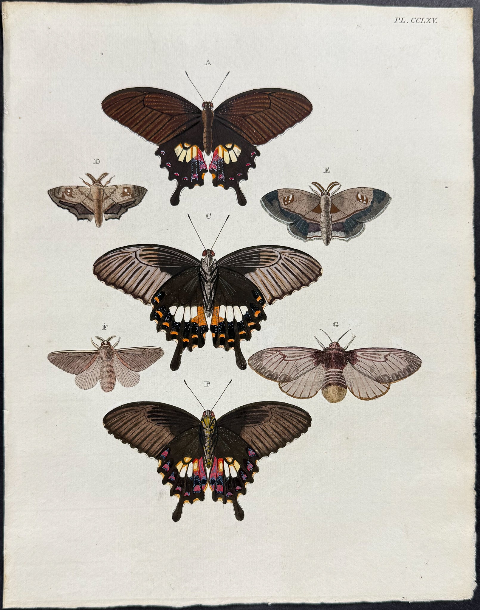 Butterfly & Moth