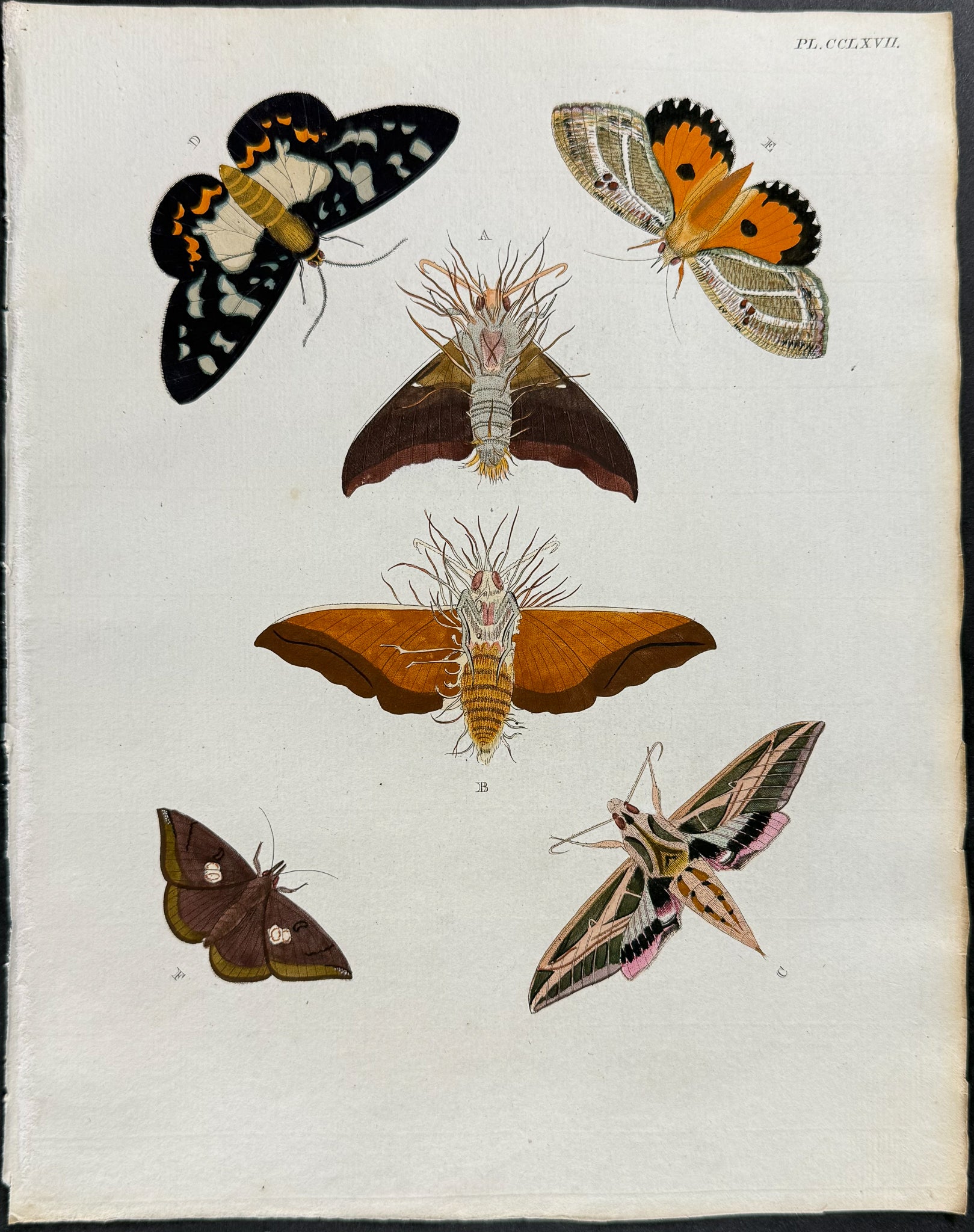 Moth