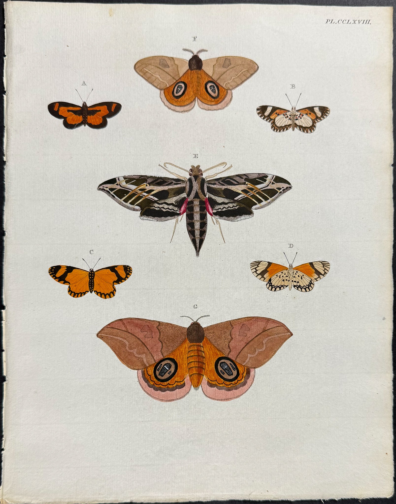 Moth