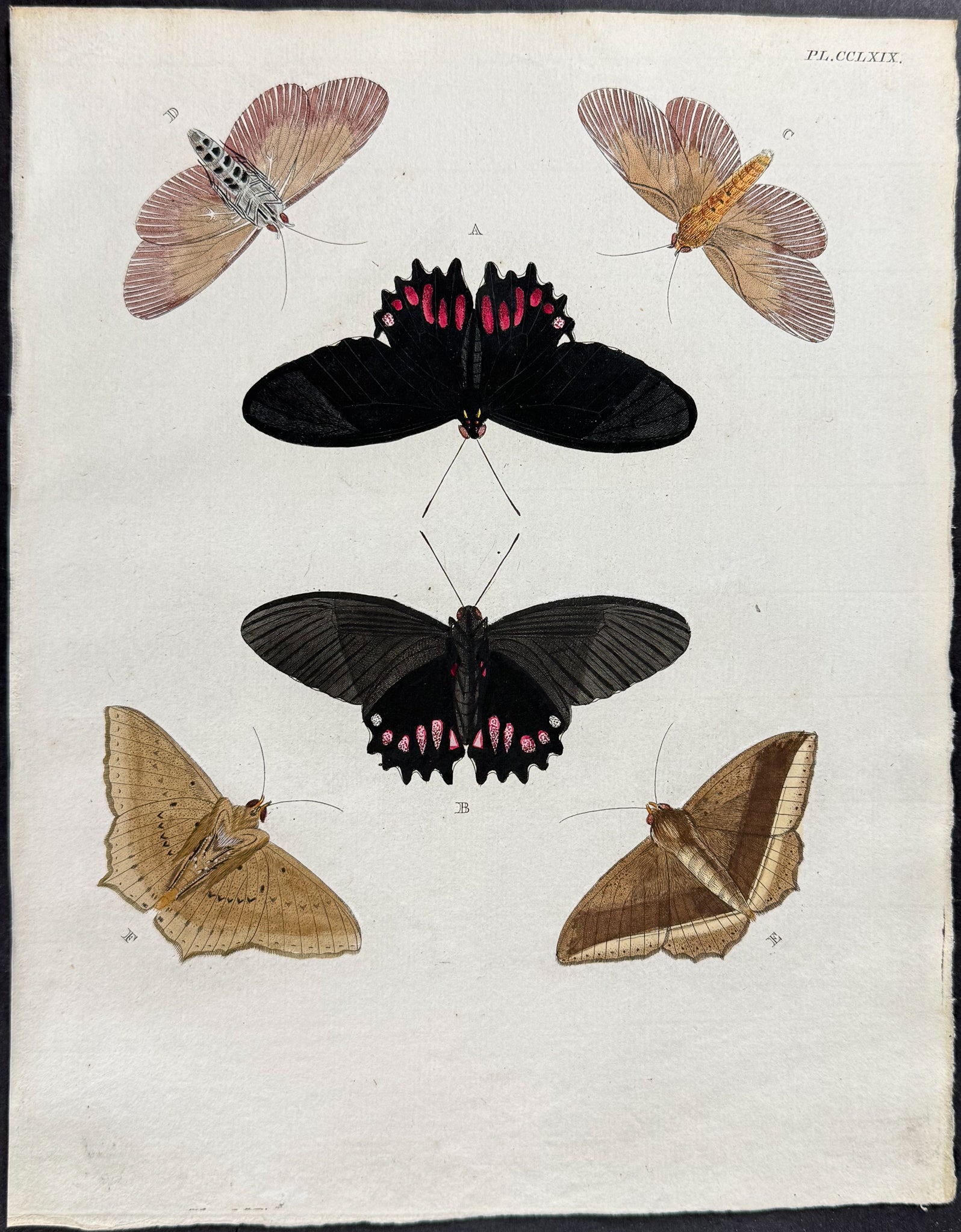 Butterfly & Moth