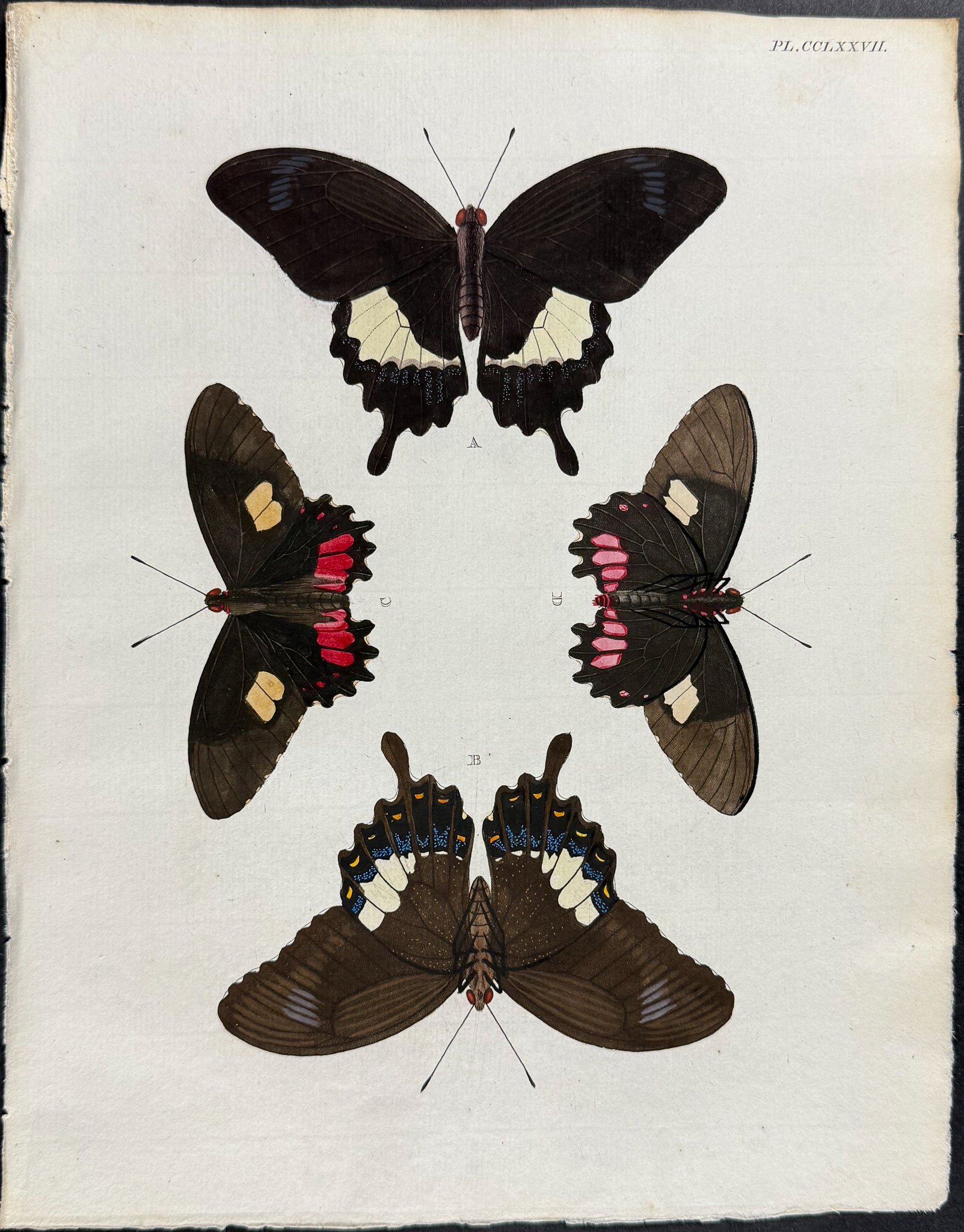 Butterfly