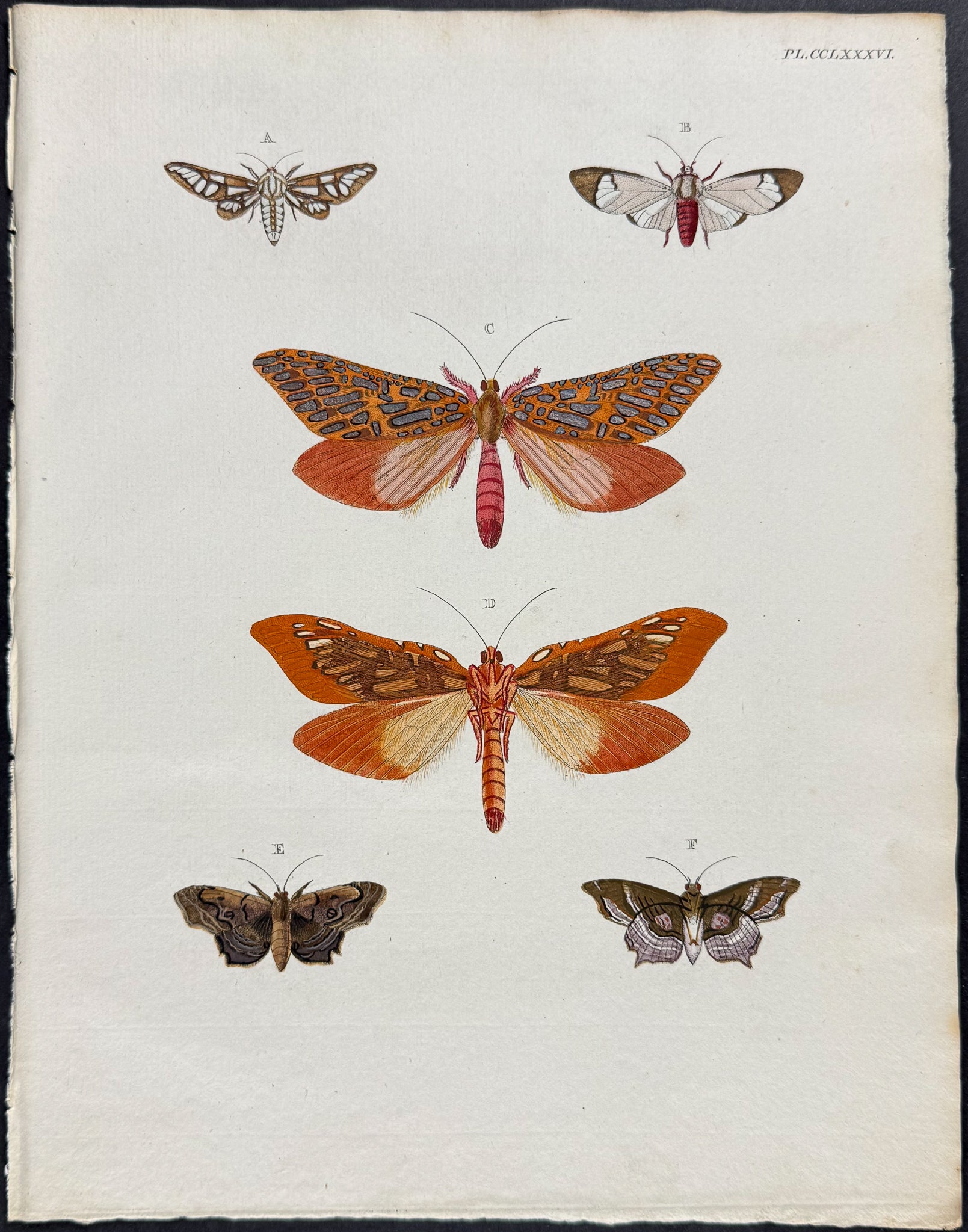 Moth