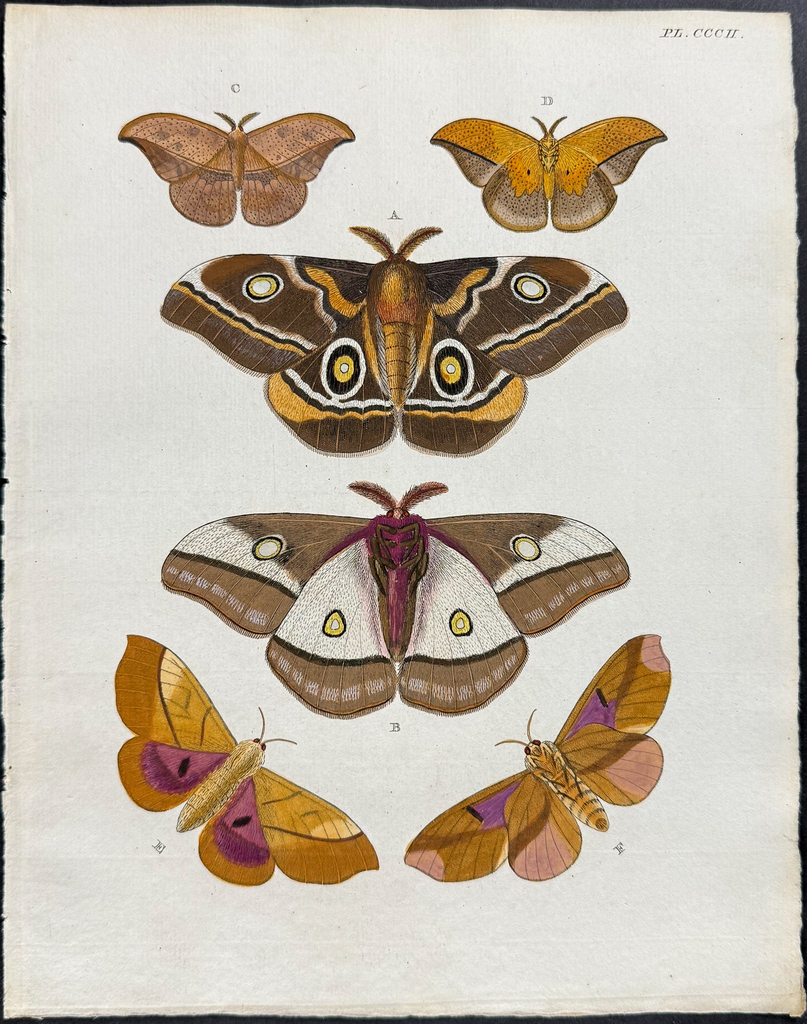 Moth