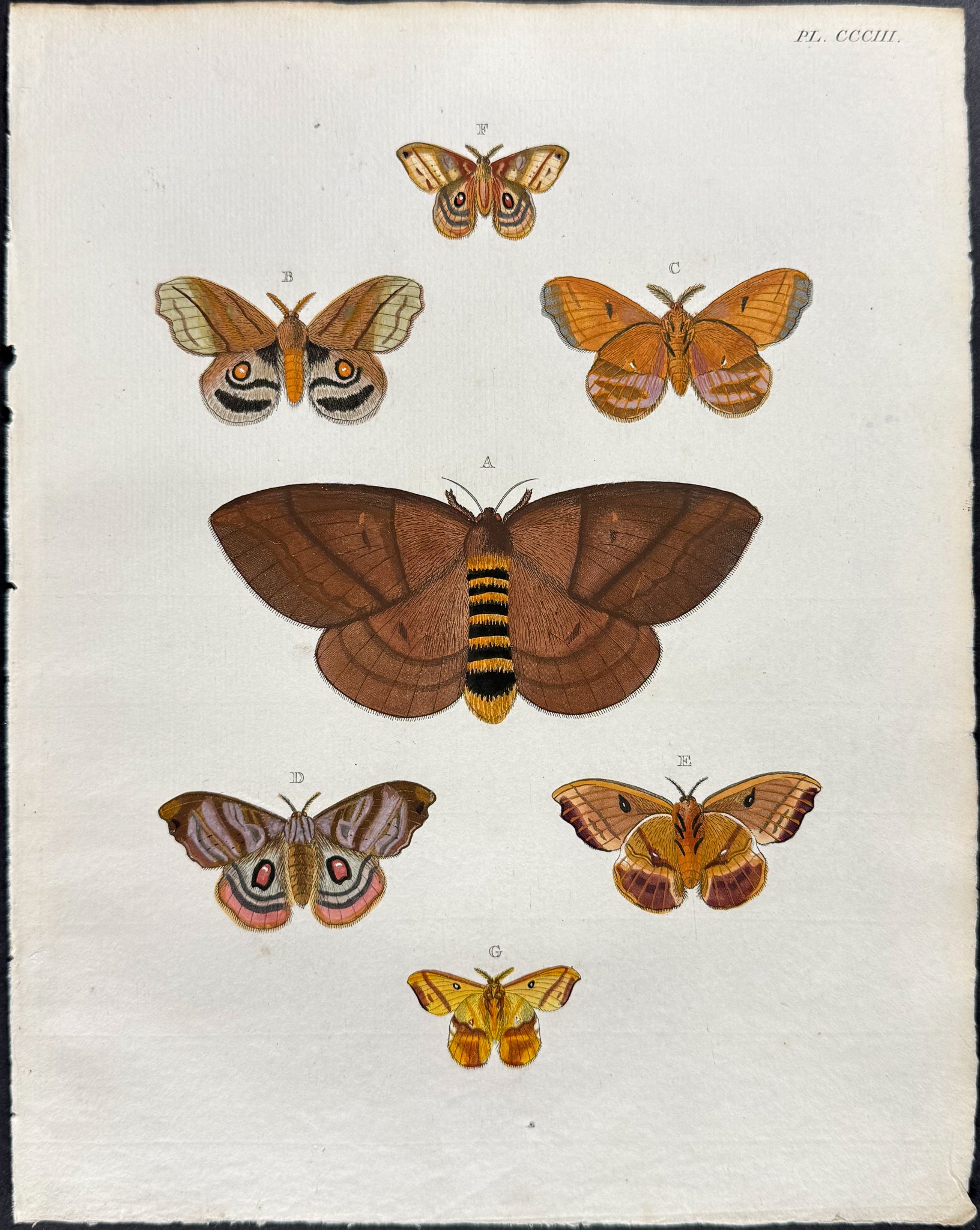 Moth