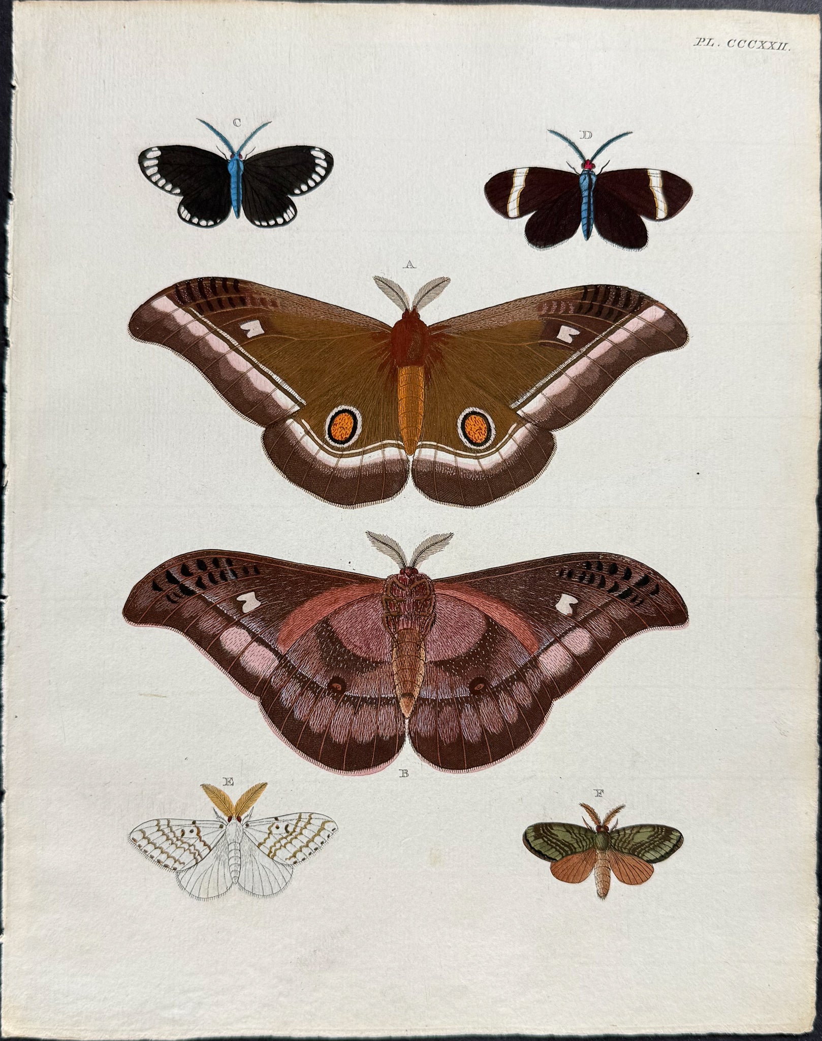 Moth