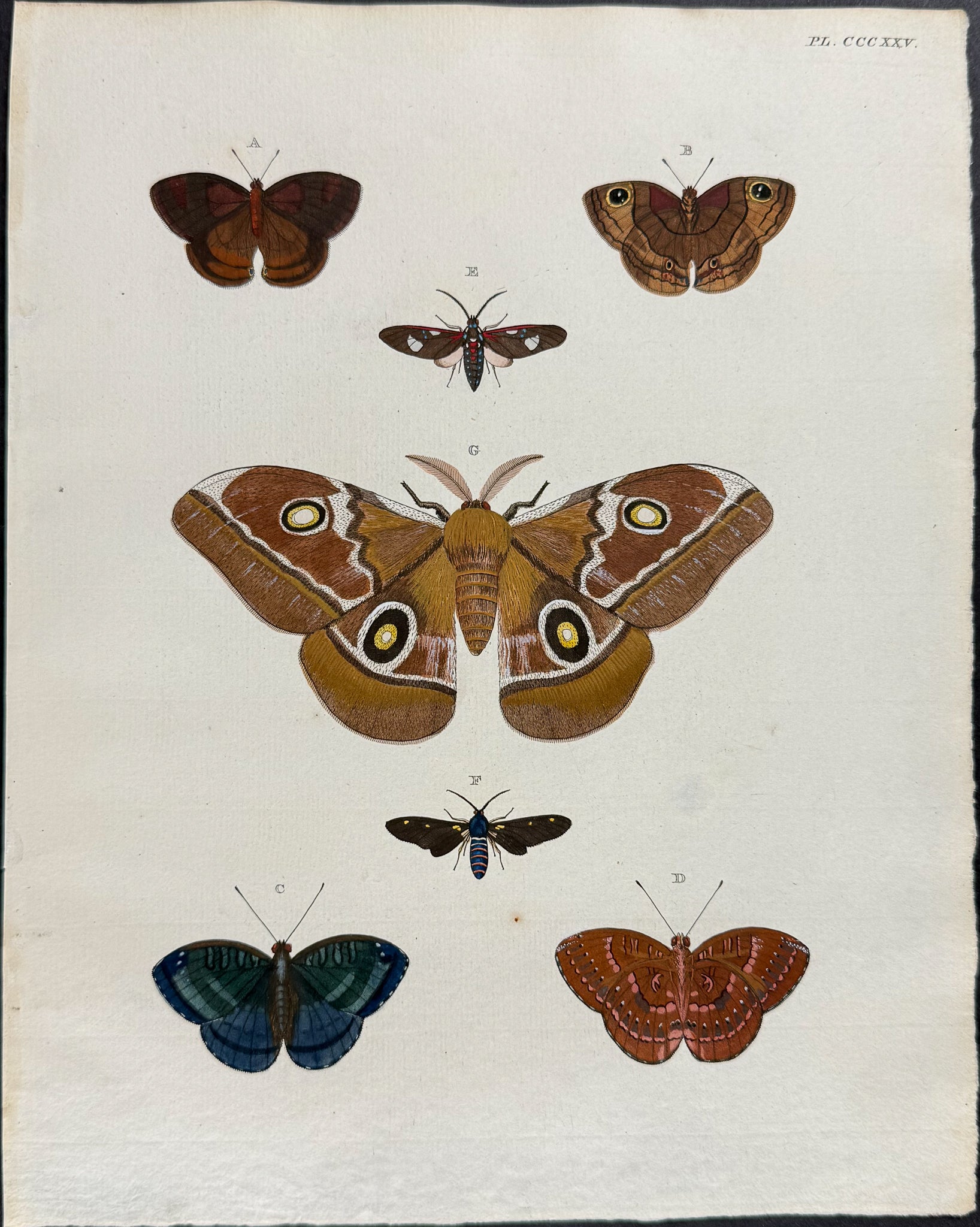 Butterfly & Moth
