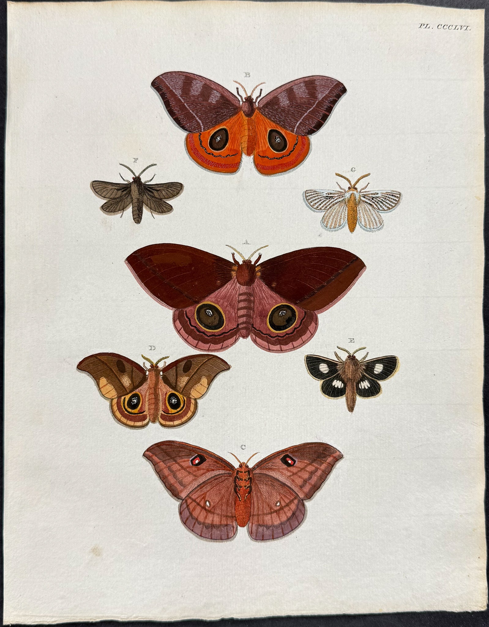Moth