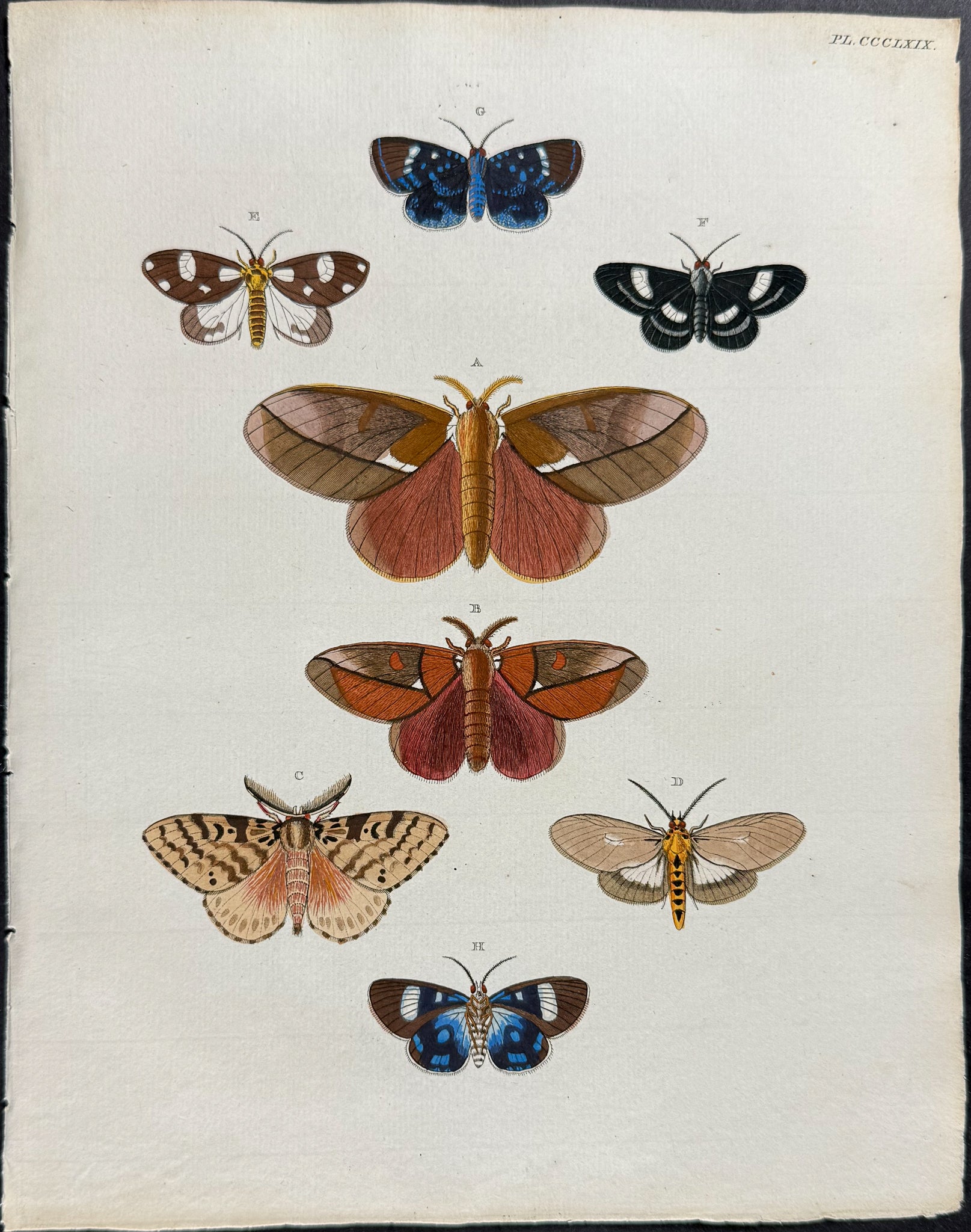 Moth