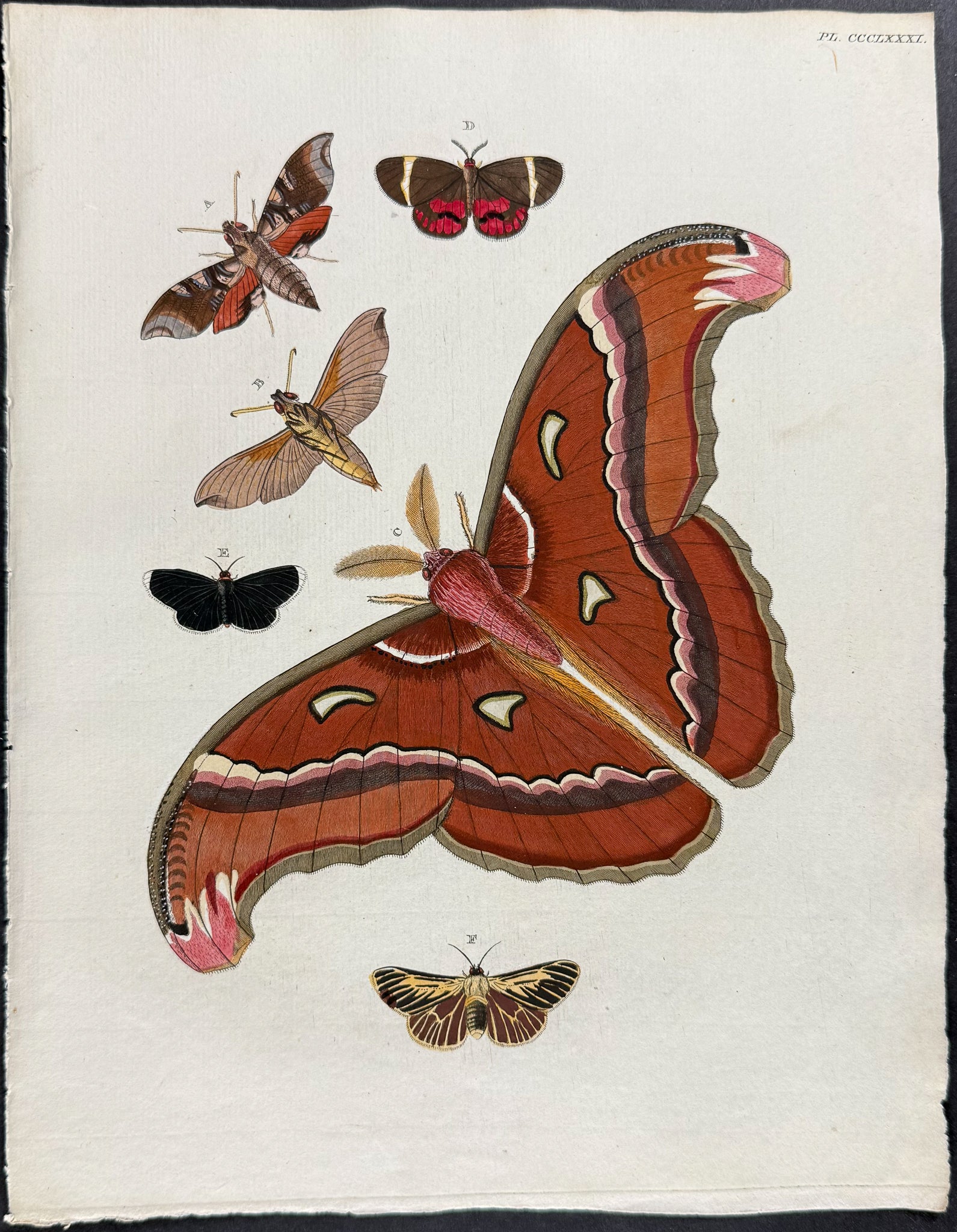 Moth