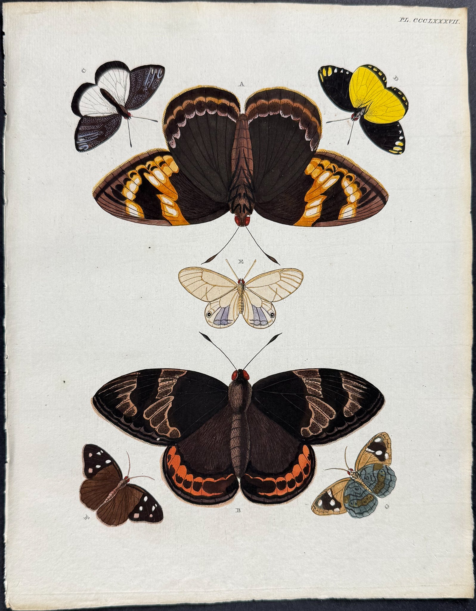Butterfly