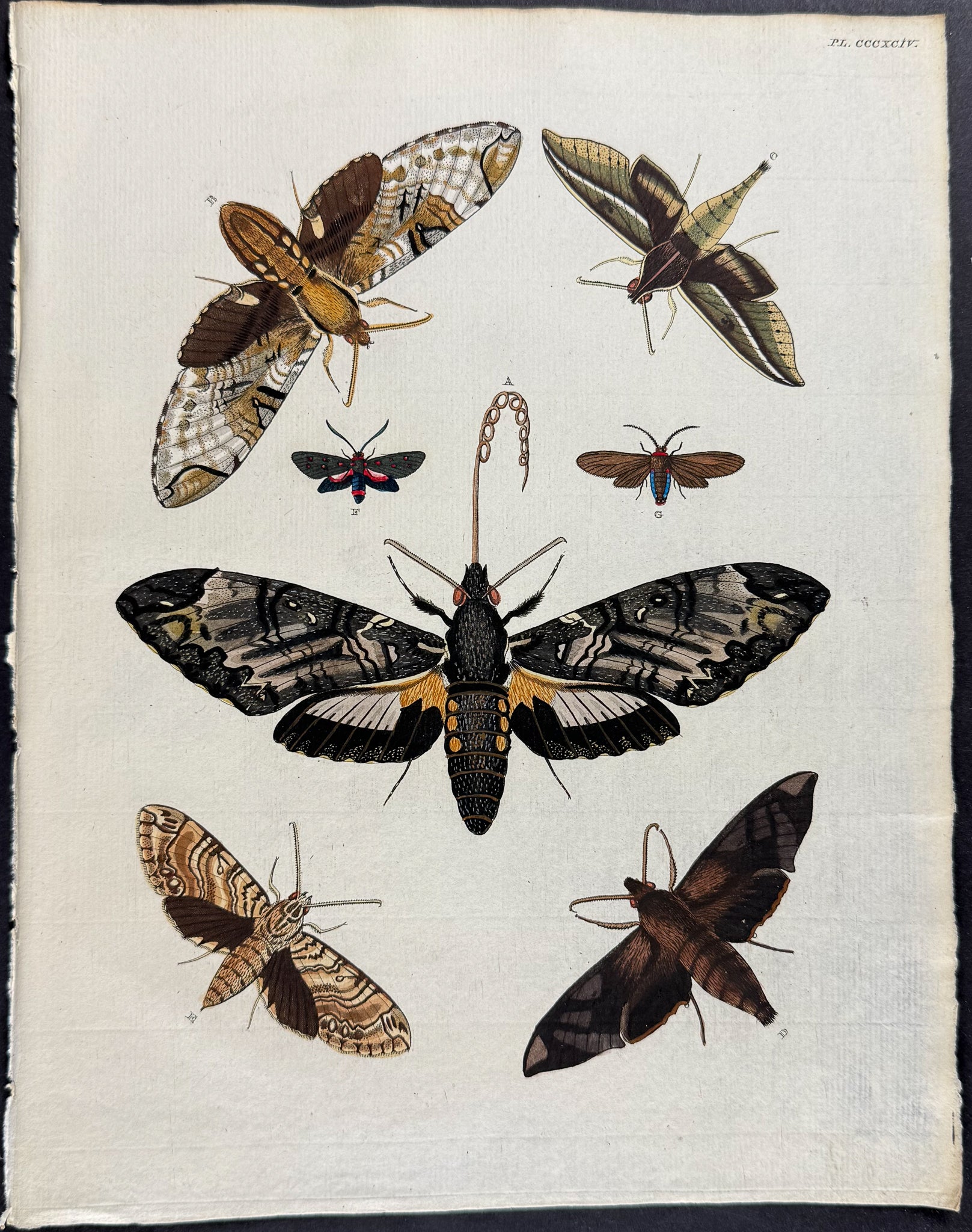 Moth
