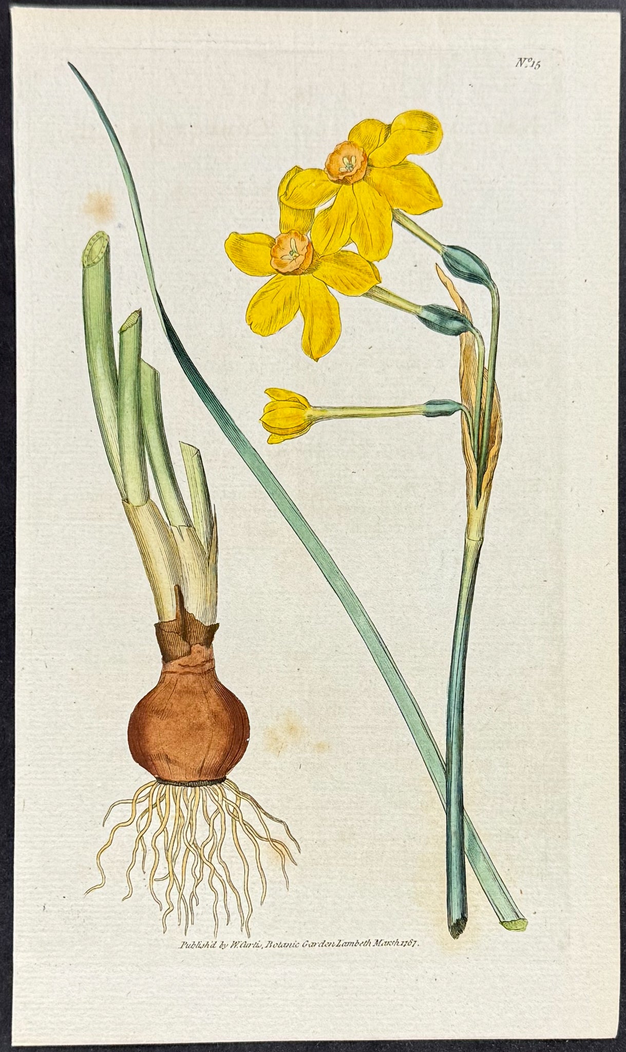 Common Jonquil