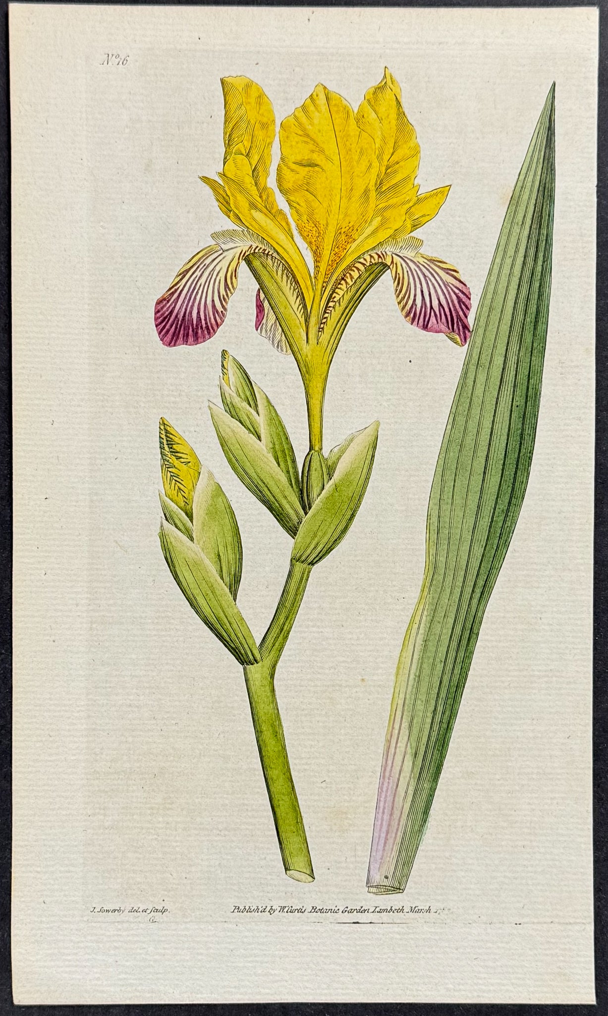 Variegates Iris