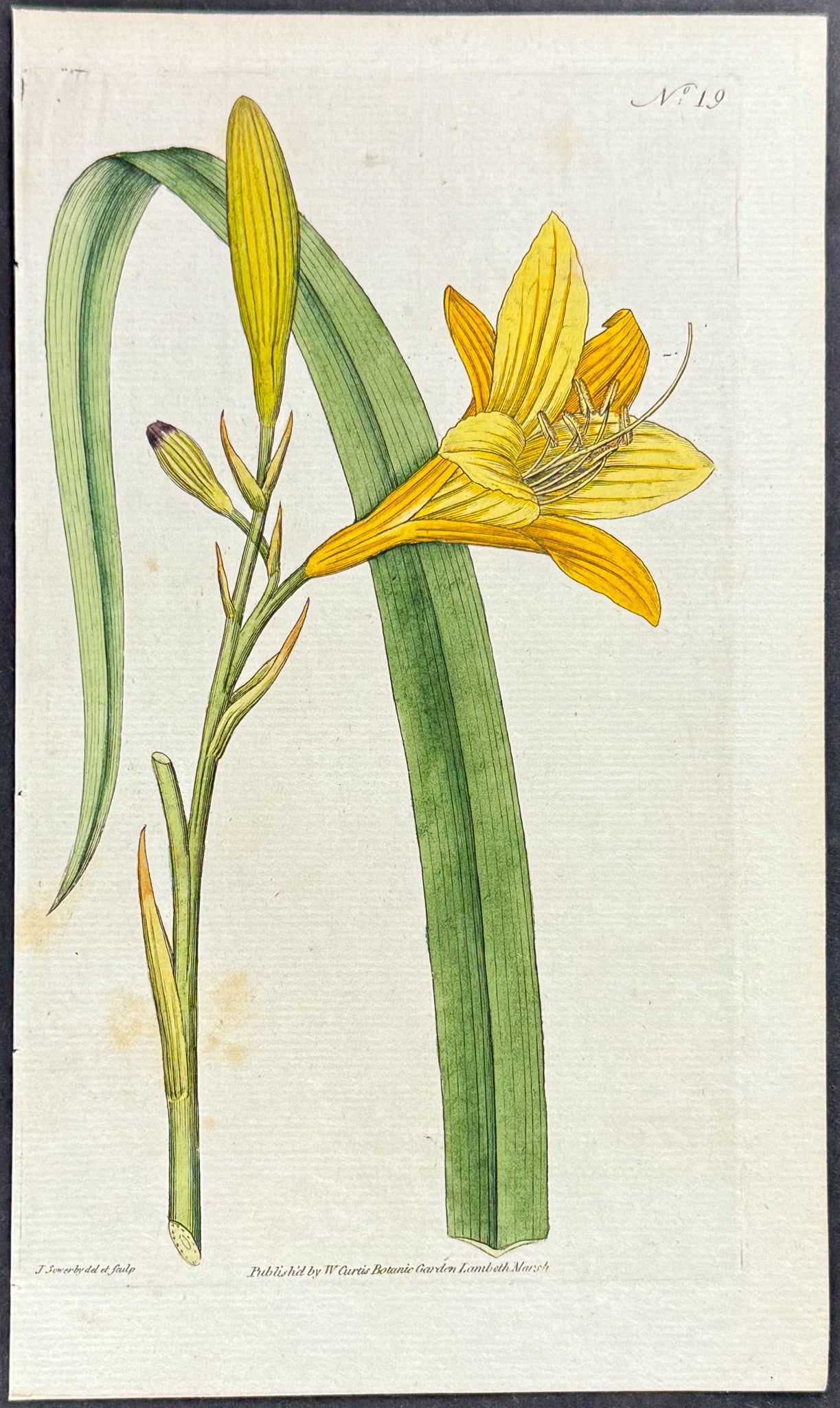 Yellow Day-Lily