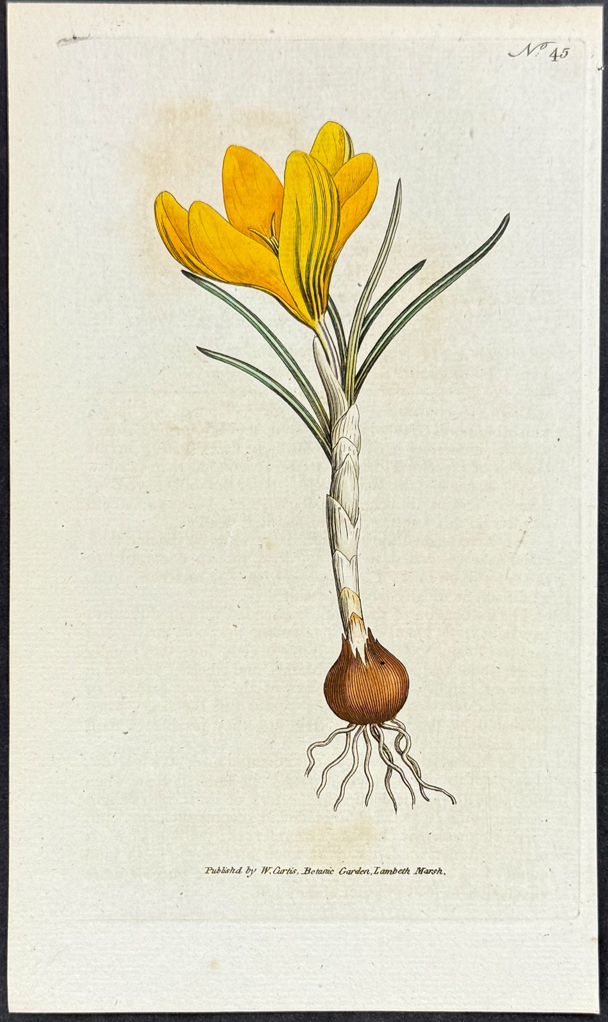 Spring Crocus