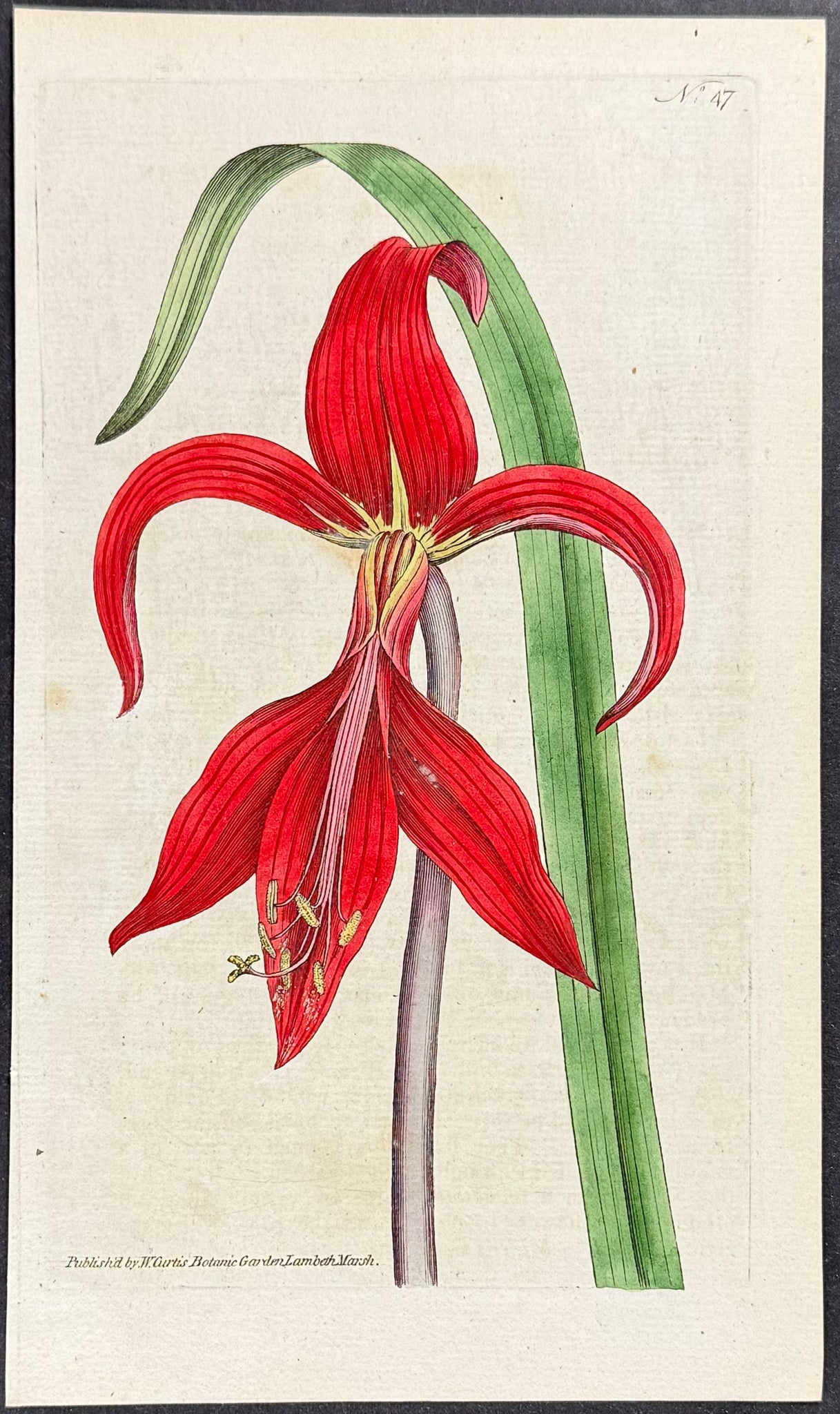 Jacobaean Amaryllis