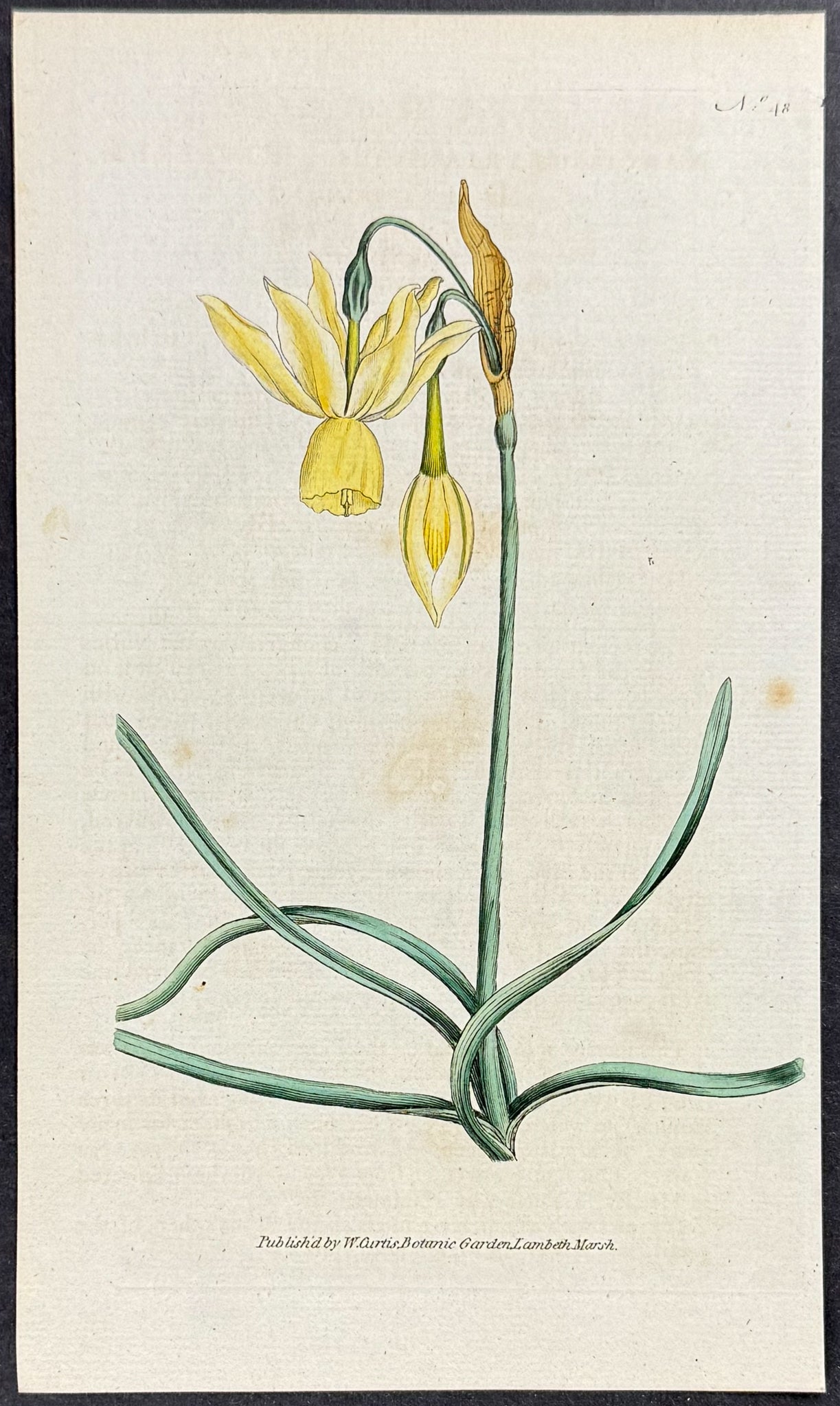 Reflexed Daffodil