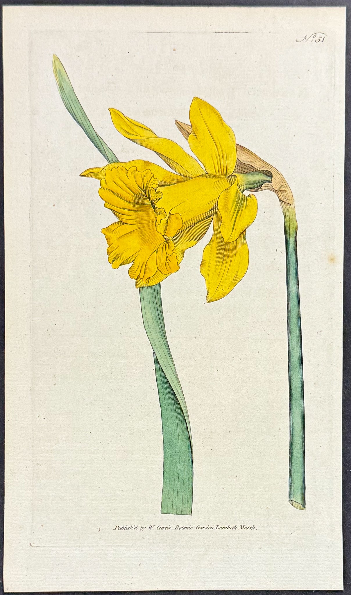 Great Daffodil