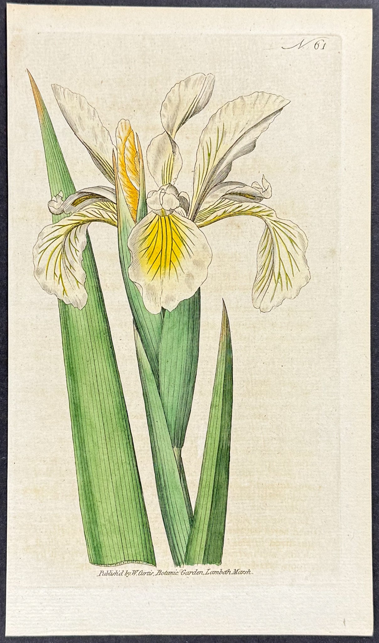 Tall Iris