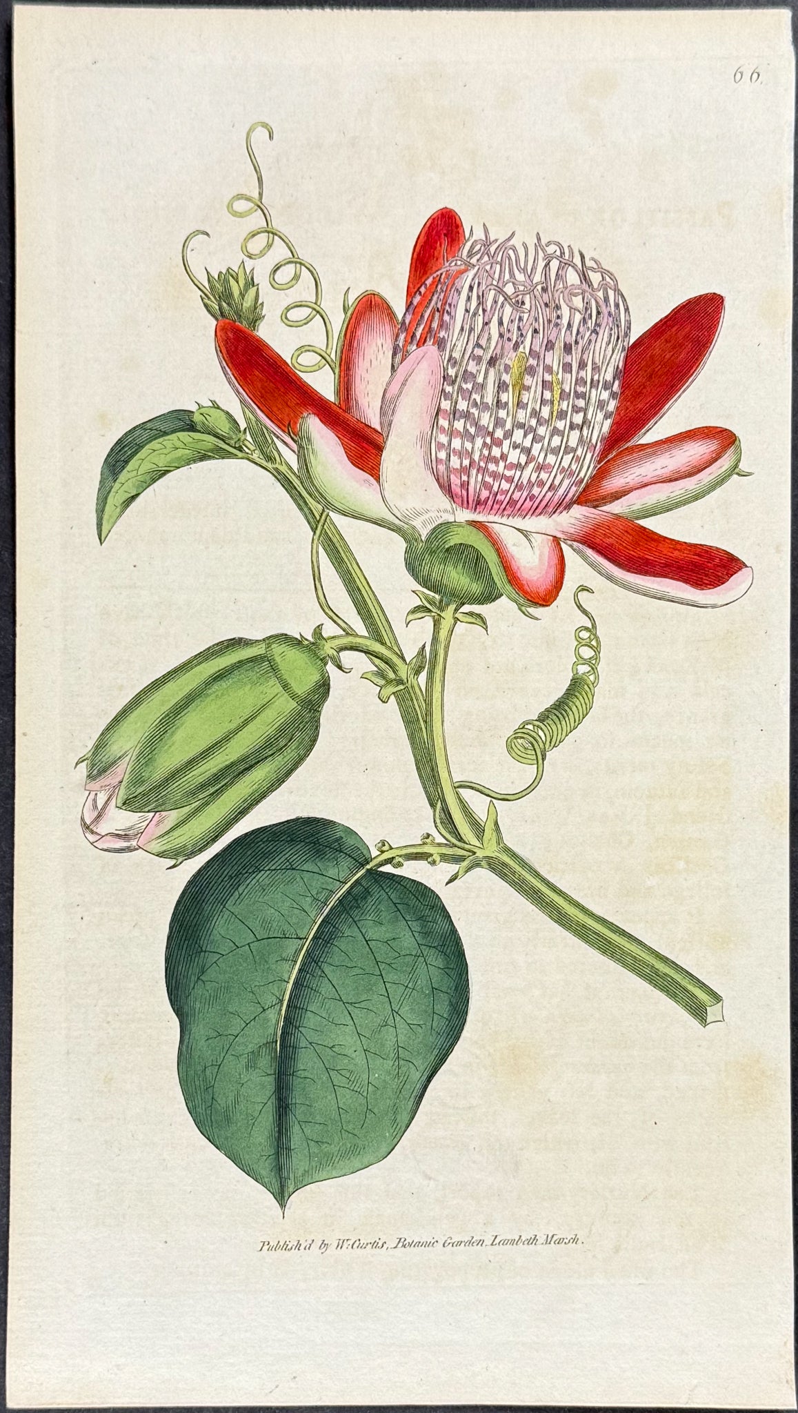 Winged Passion-Flower