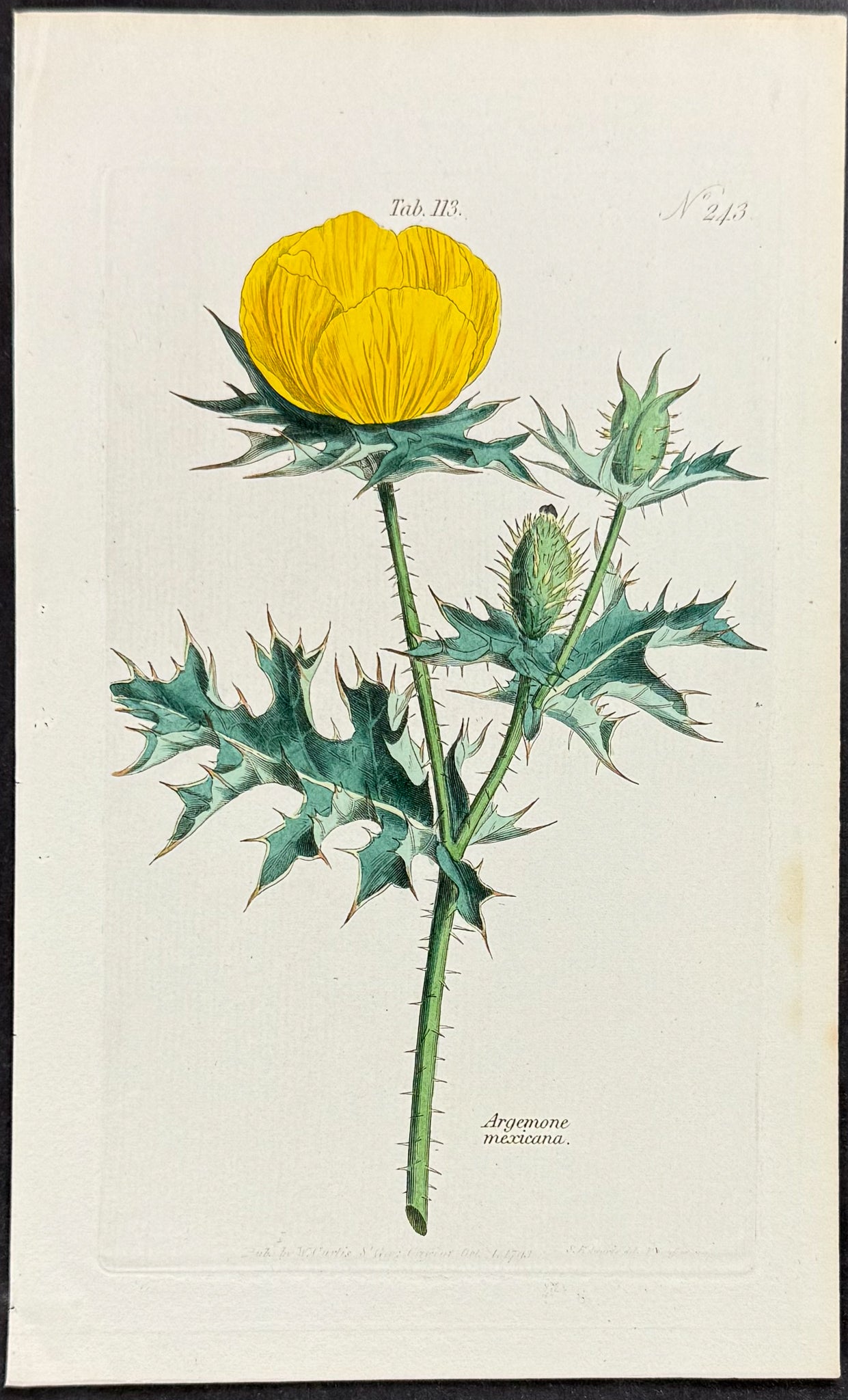 Mexican Prickly Poppy [Argemone mexicana]